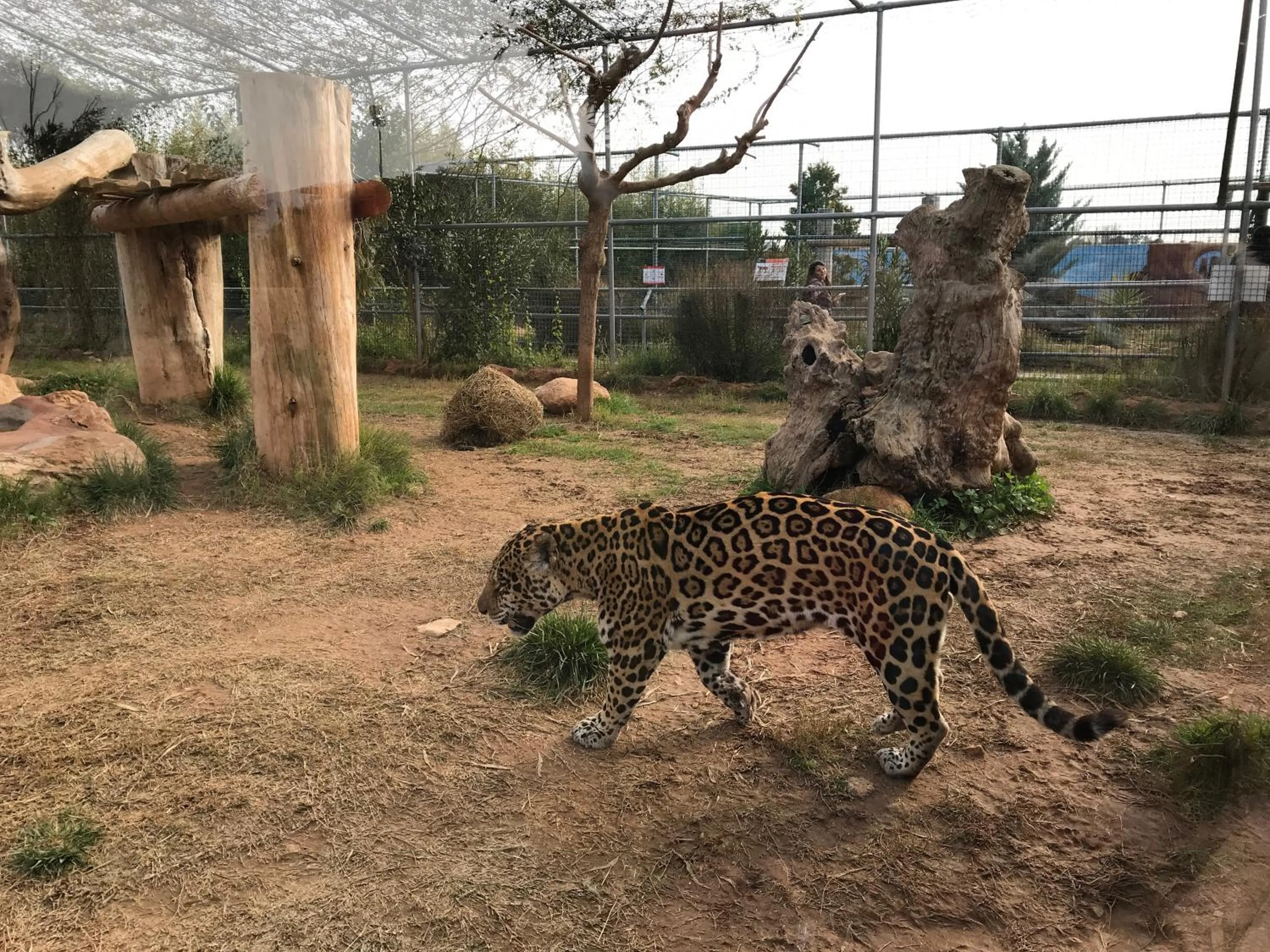 Animals in Dina's House