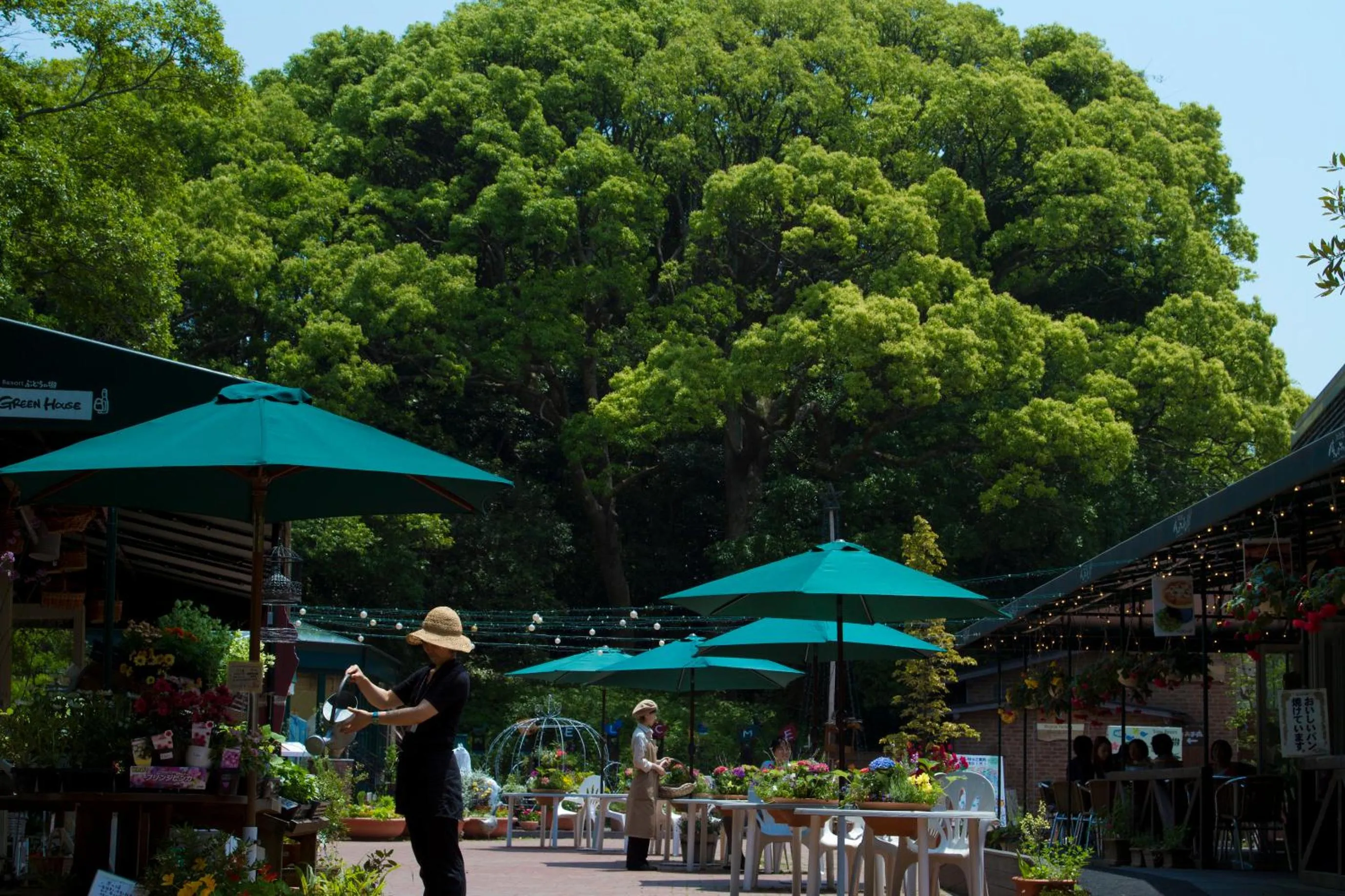 Area and facilities in Mori no Nanakusa