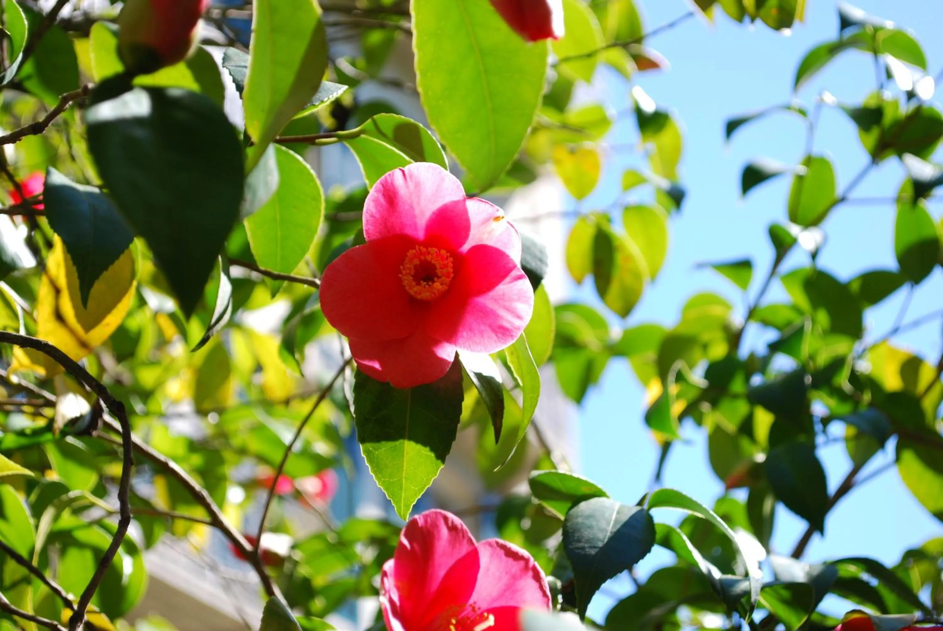 Spring in Hotel&Hostel Montarina