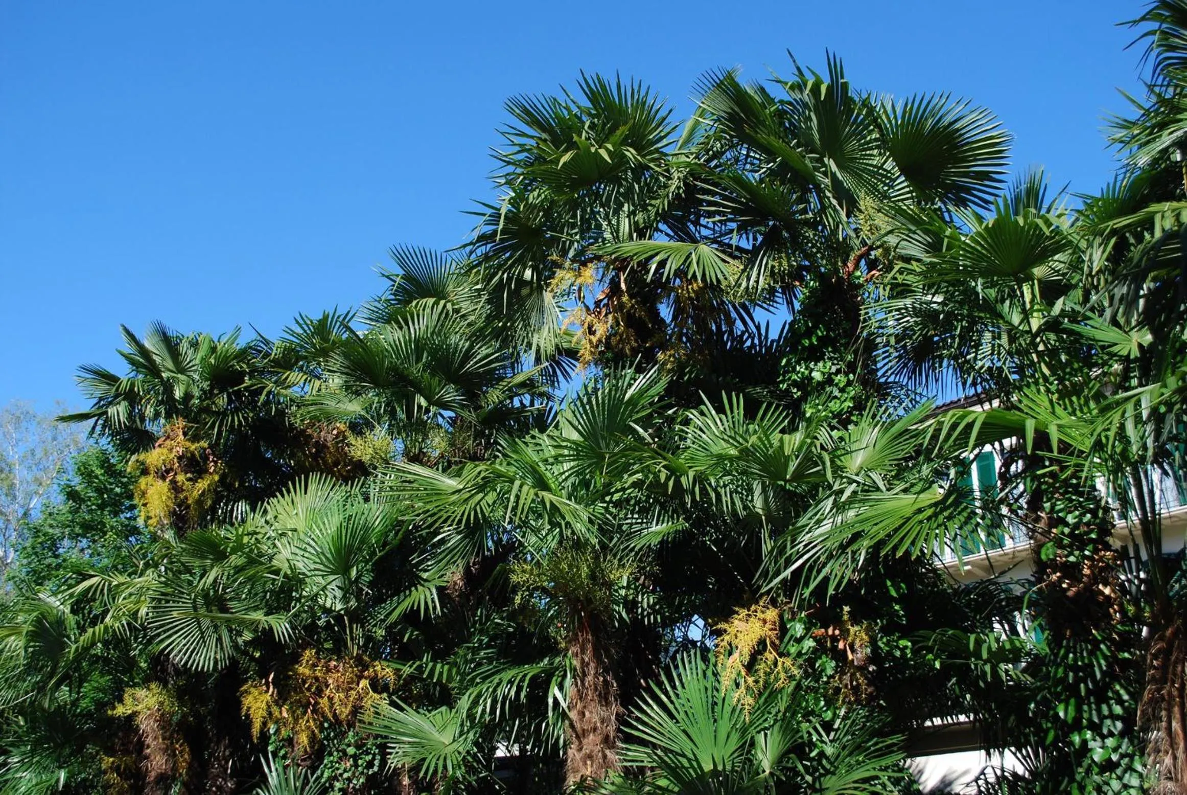 Garden in Hotel&Hostel Montarina