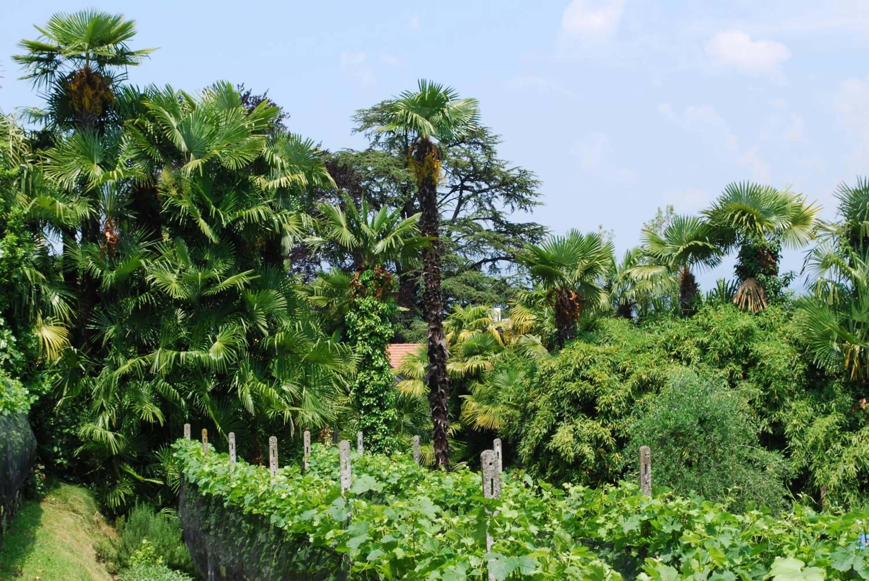 Garden in Hotel&Hostel Montarina