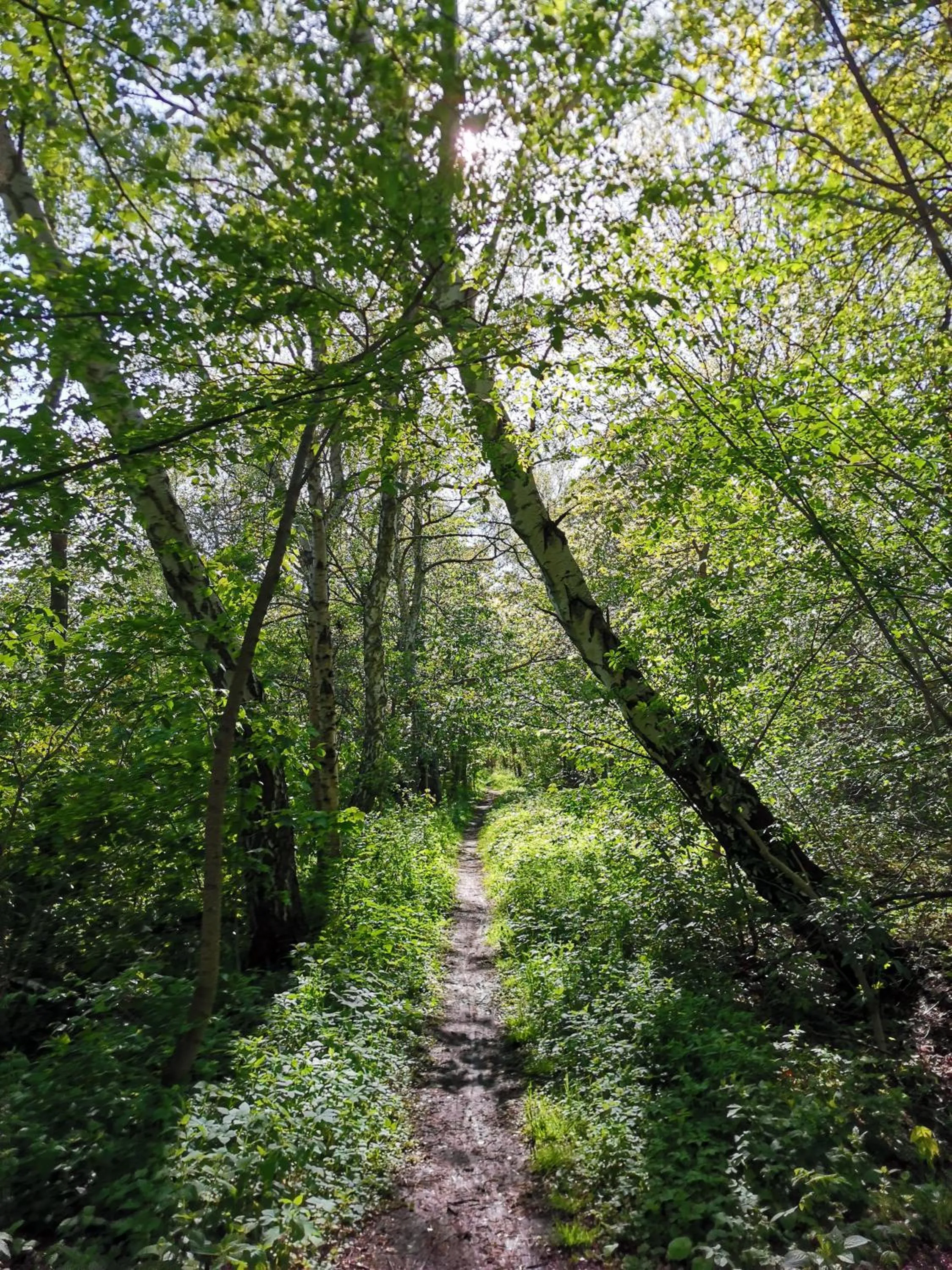 Natural landscape in Frederiksværk Camping & Hostel