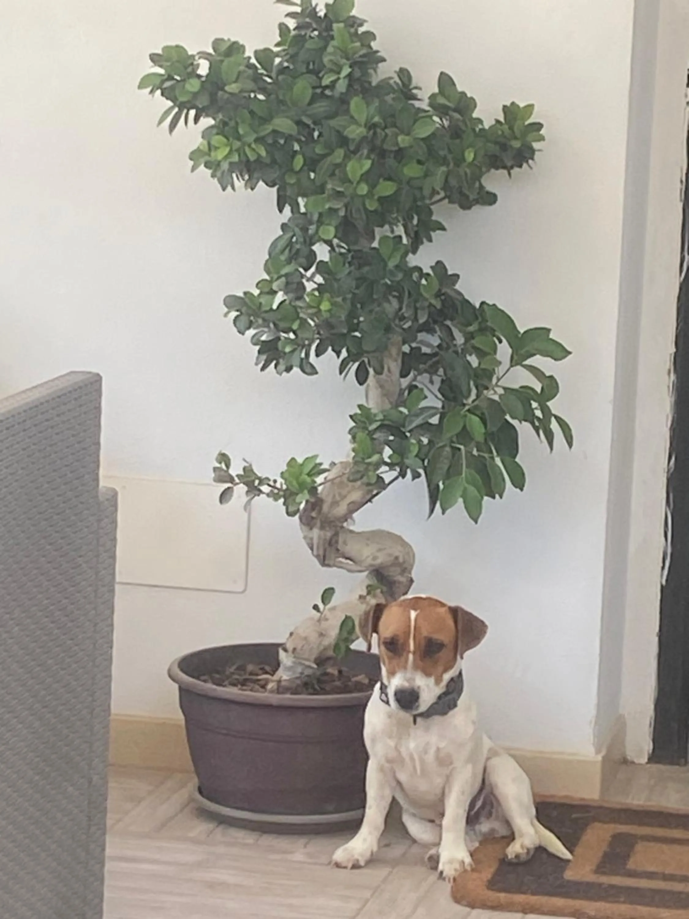 Pets in Locazione Turistica Il Tucano