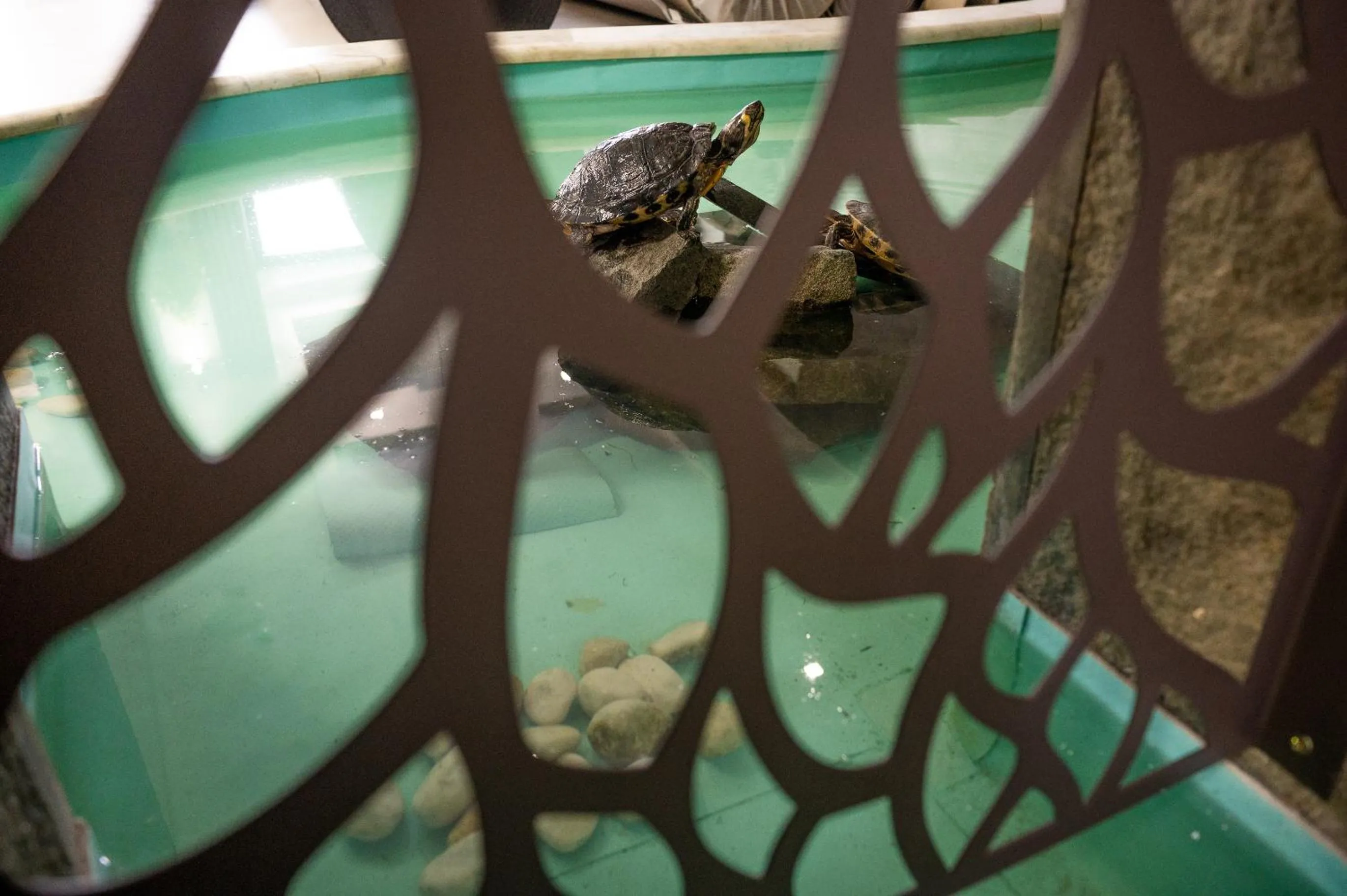 Lobby or reception in Black Tulip Hotel