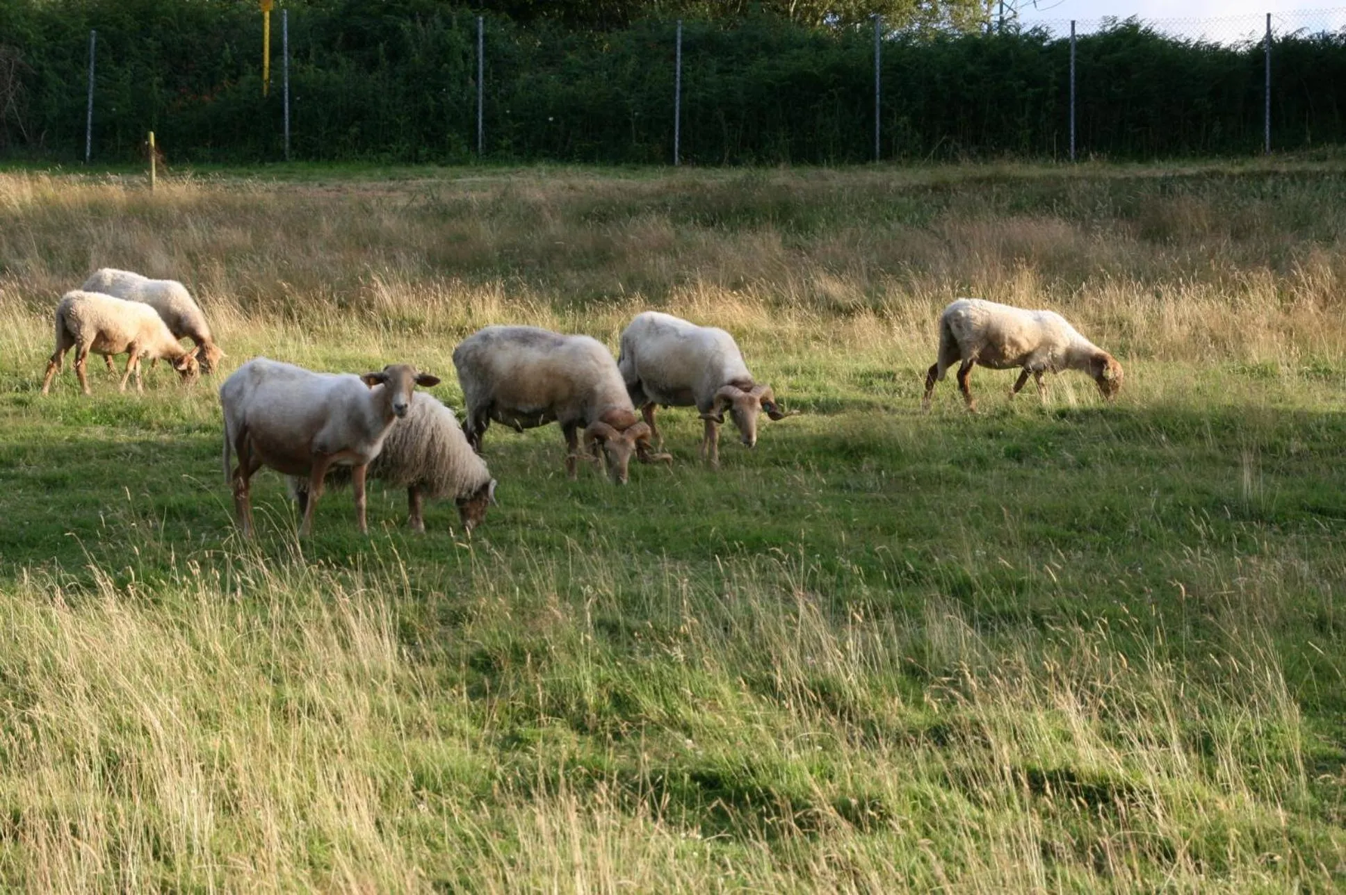 Garden in Paraje del Asturcon - Adults only