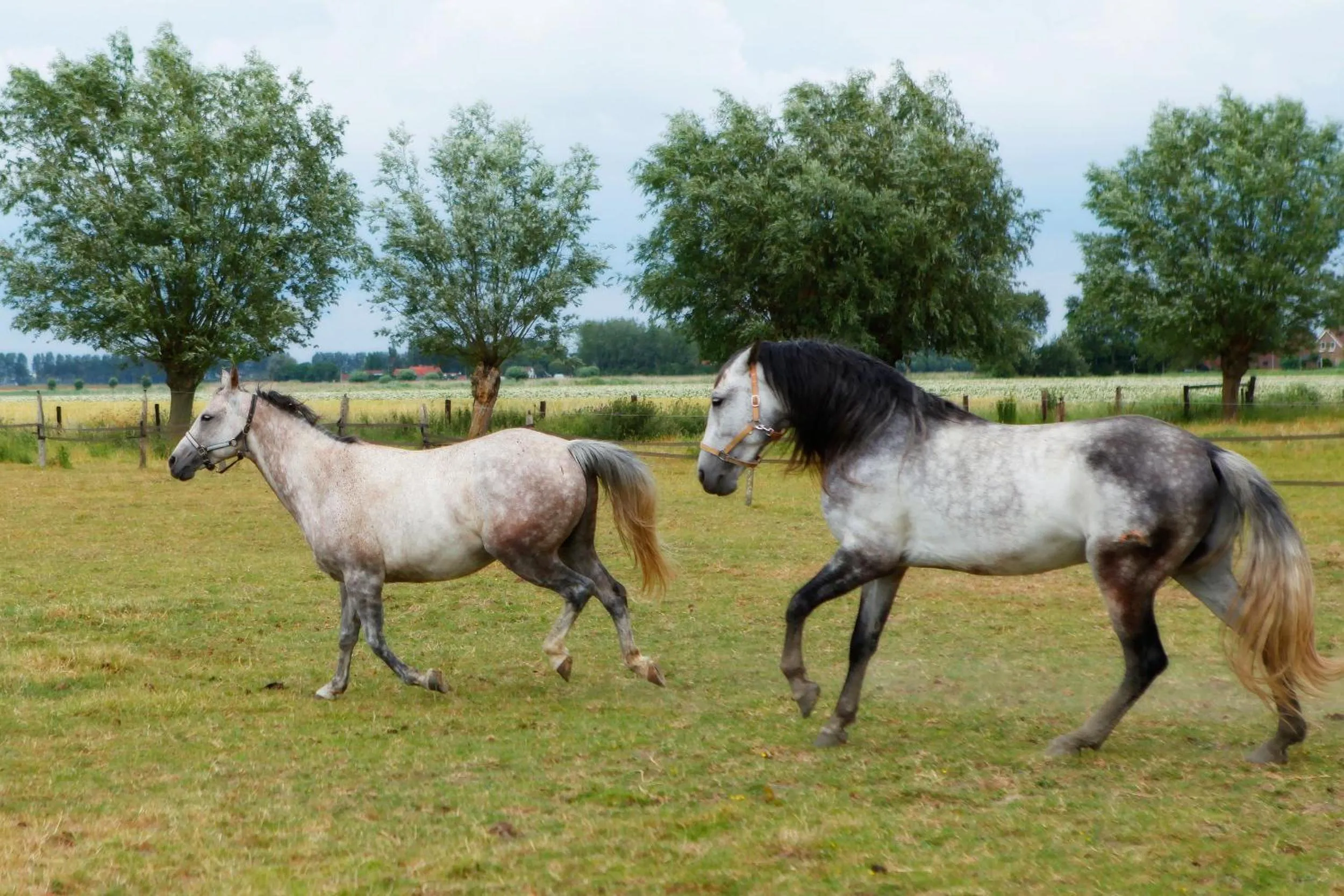 Day in Het Zoete Pèèrd