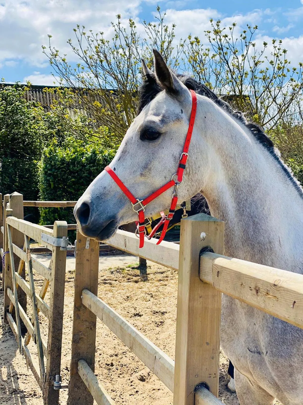 Horse-riding in Het Zoete Pèèrd