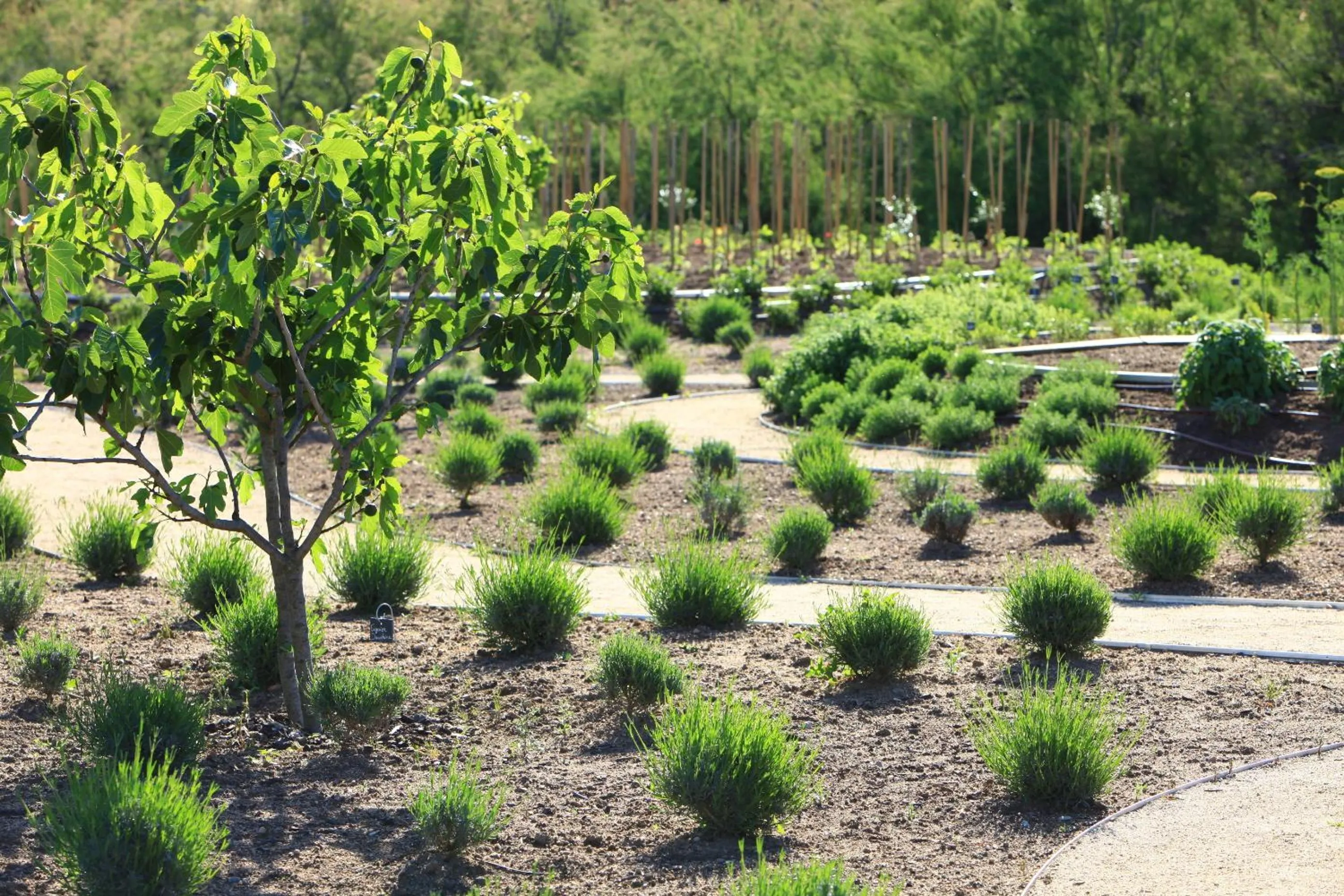 Garden in Grand Hôtel De Cala Rossa & Spa Nucca