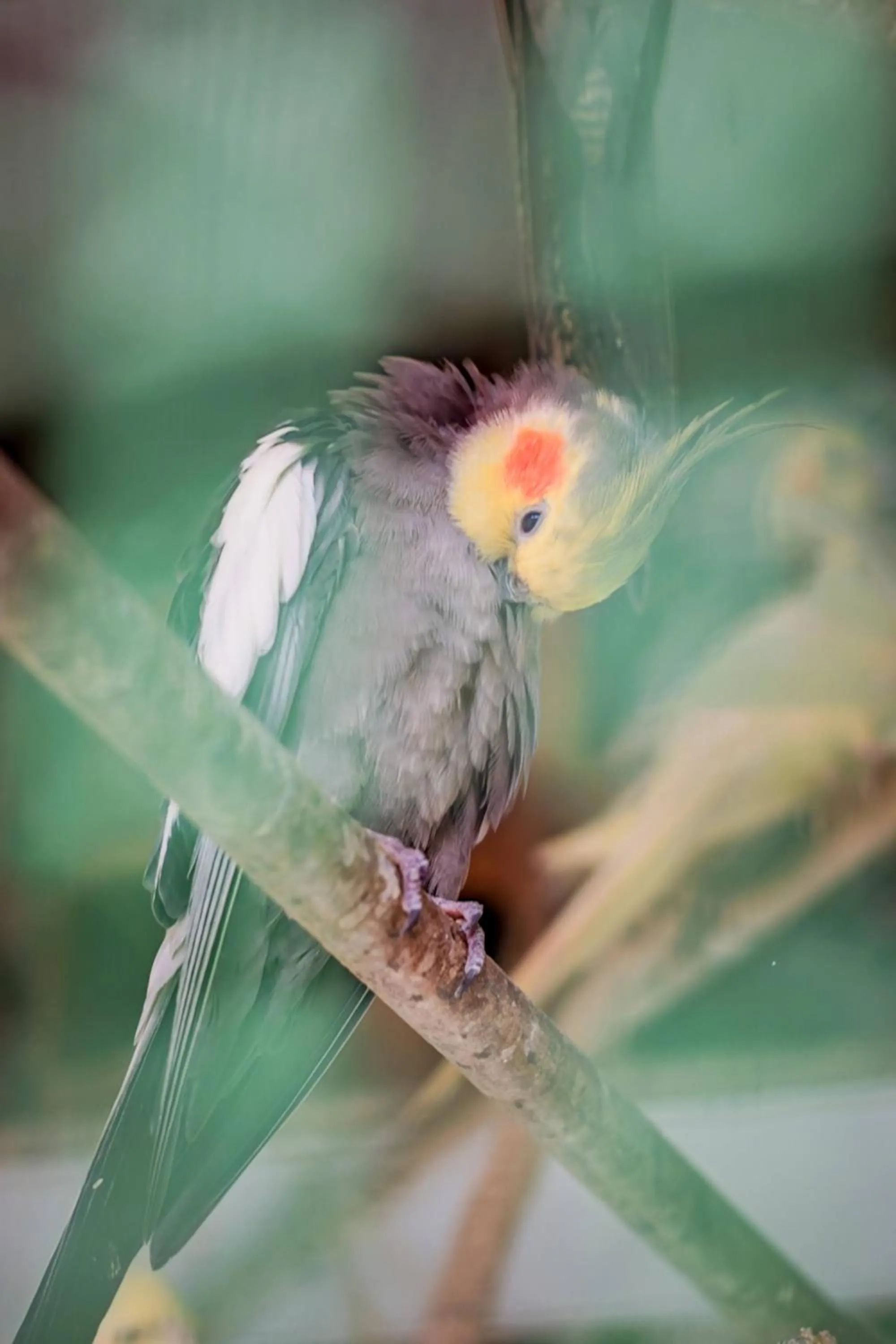 Animals in Flats Tartaruga Búzios