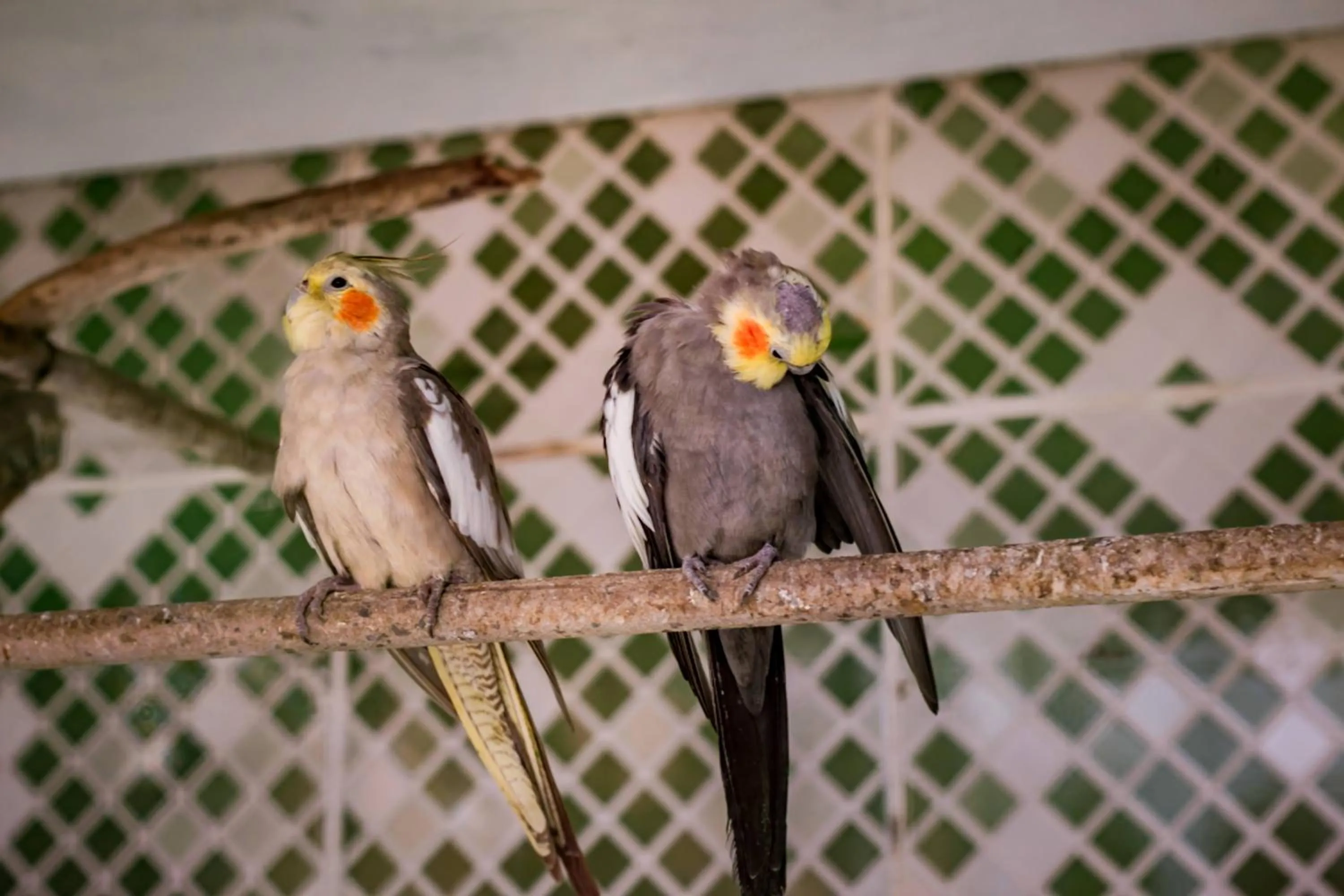 Animals in Flats Tartaruga Búzios