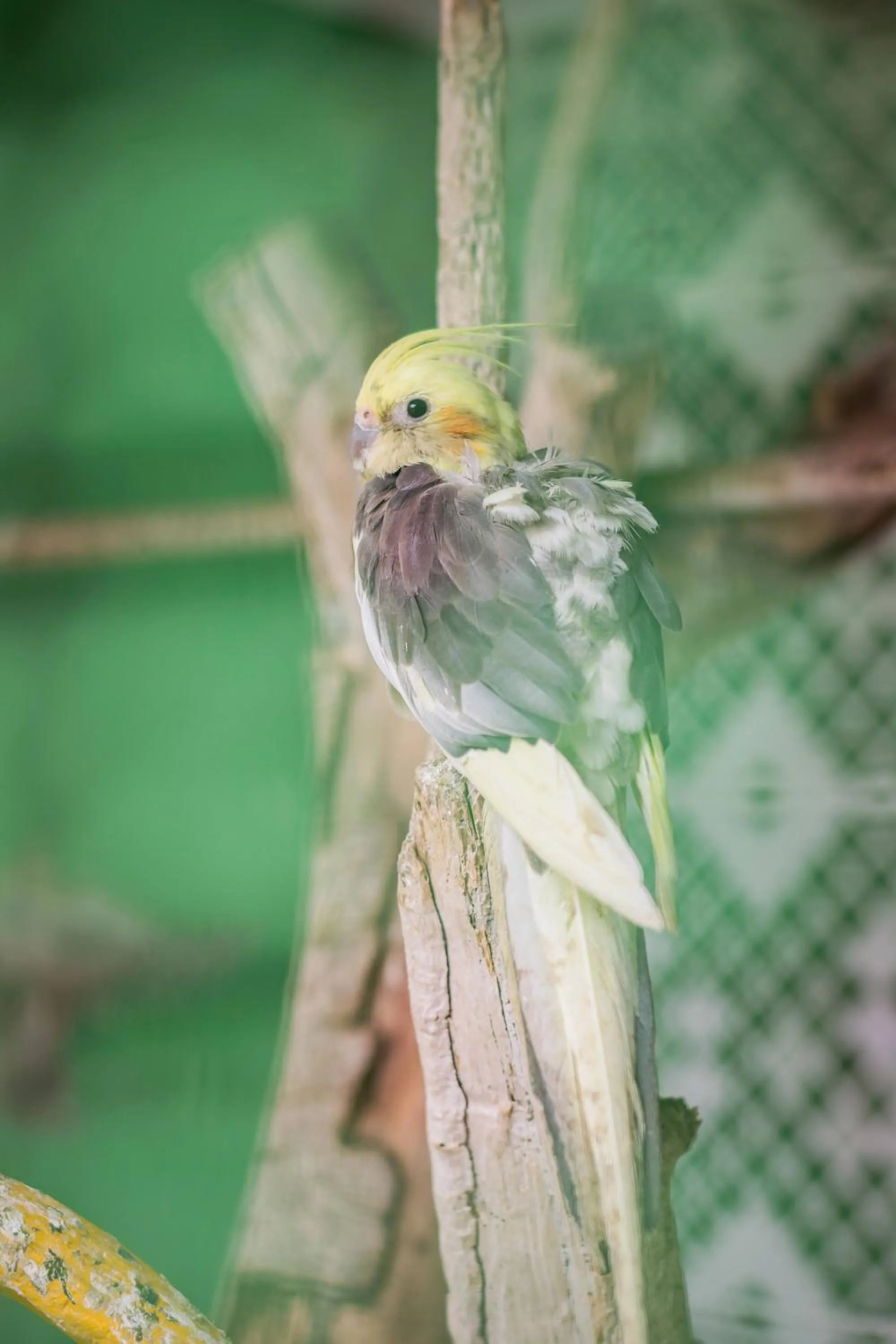 Animals in Flats Tartaruga Búzios