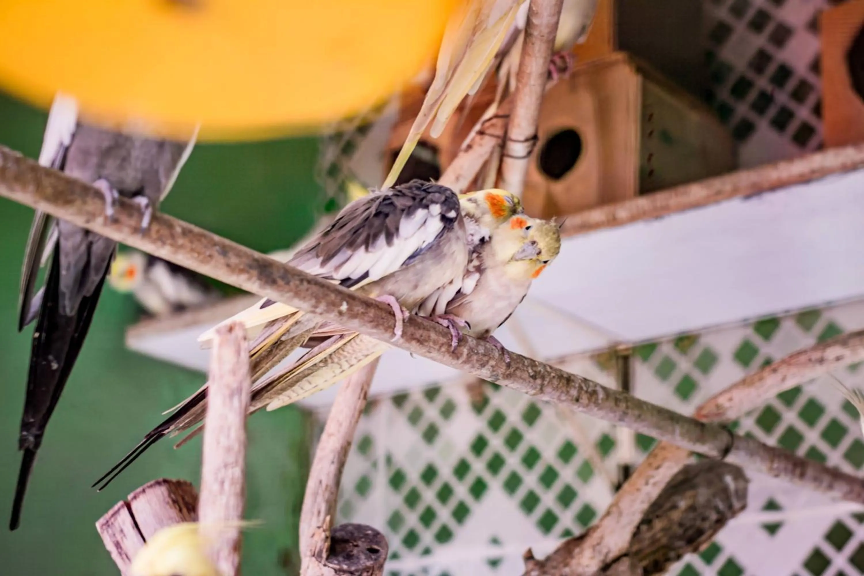 Animals in Flats Tartaruga Búzios