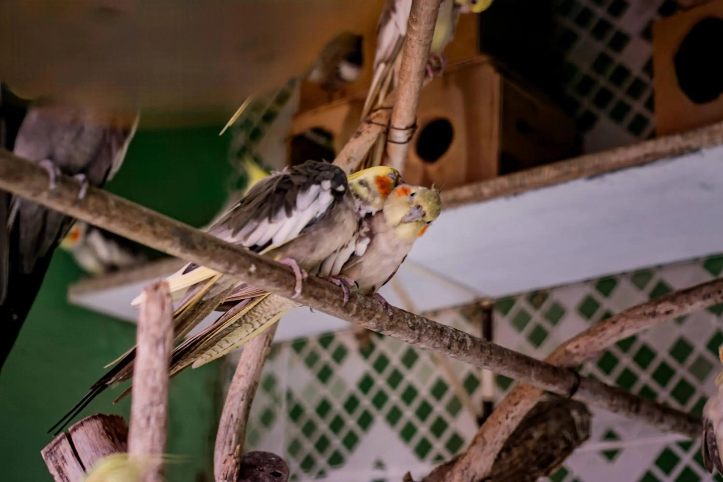 Animals in Flats Tartaruga Búzios