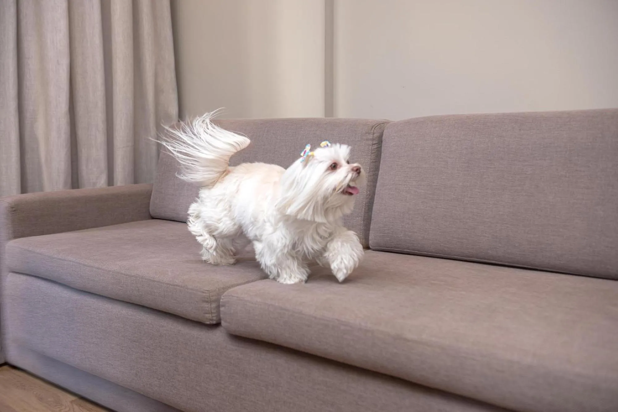 Pets in I am Design Hotel Campinas by Hotelaria Brasil