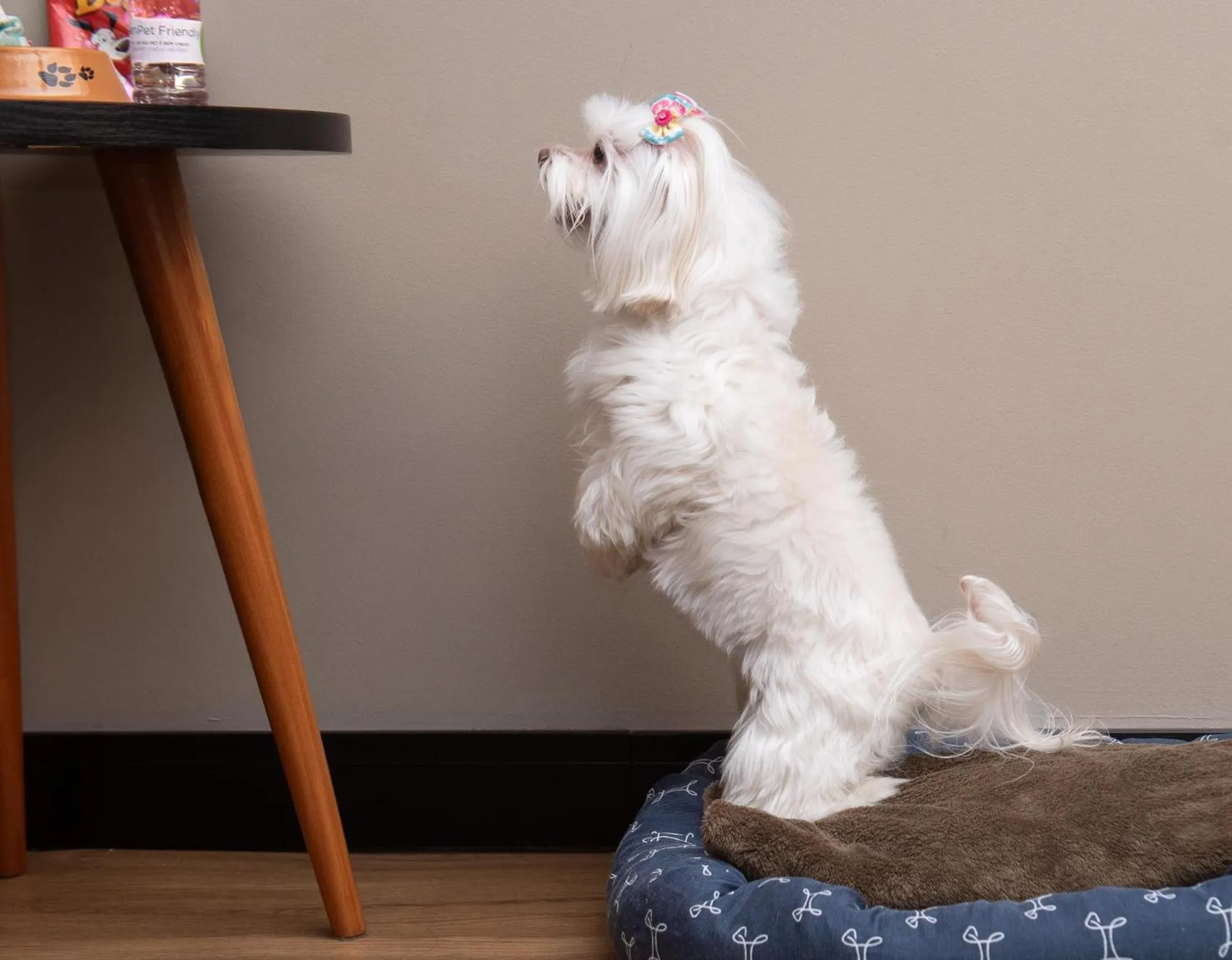 Pets in I am Design Hotel Campinas by Hotelaria Brasil