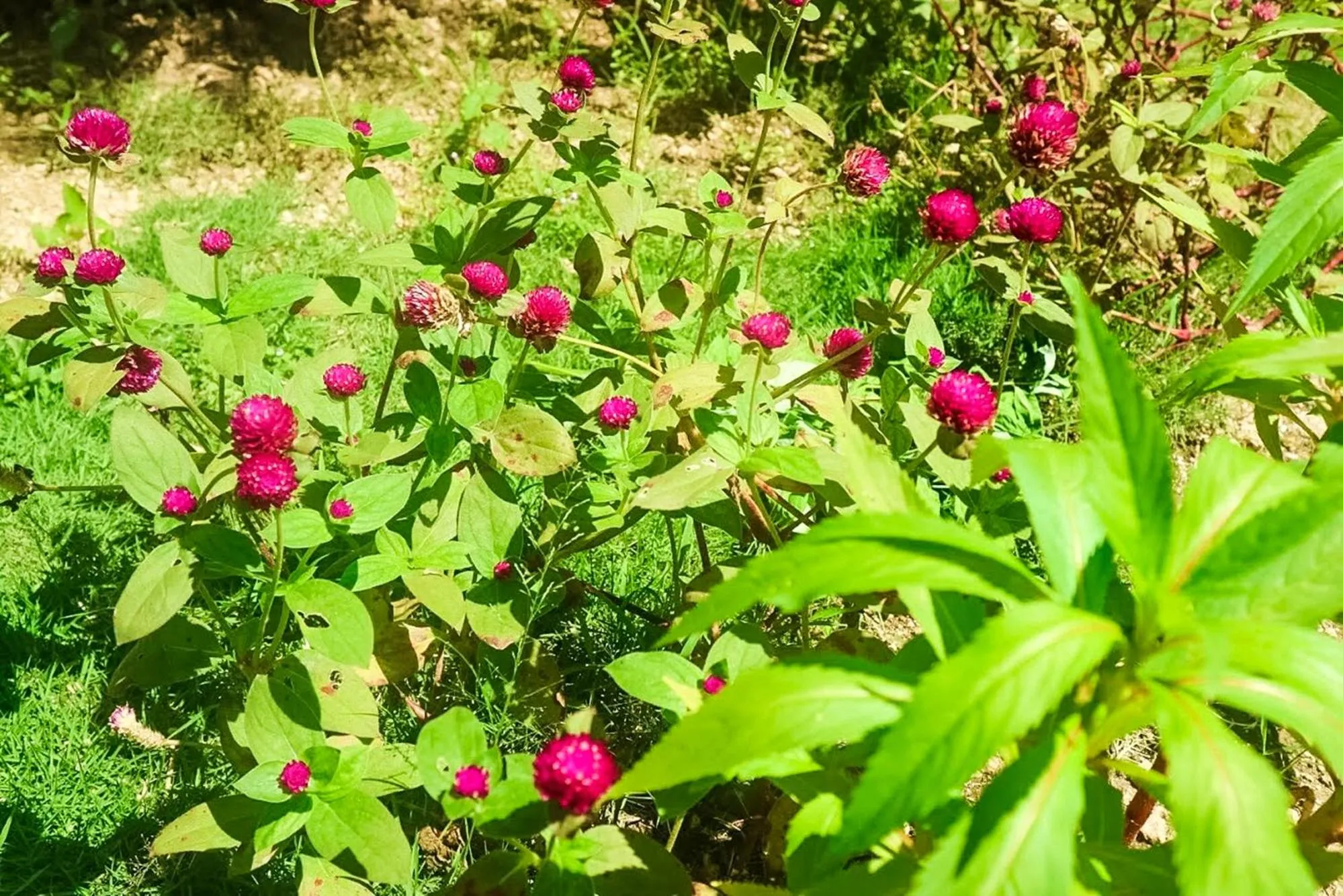 Garden in Nyuh Kadah Guest House