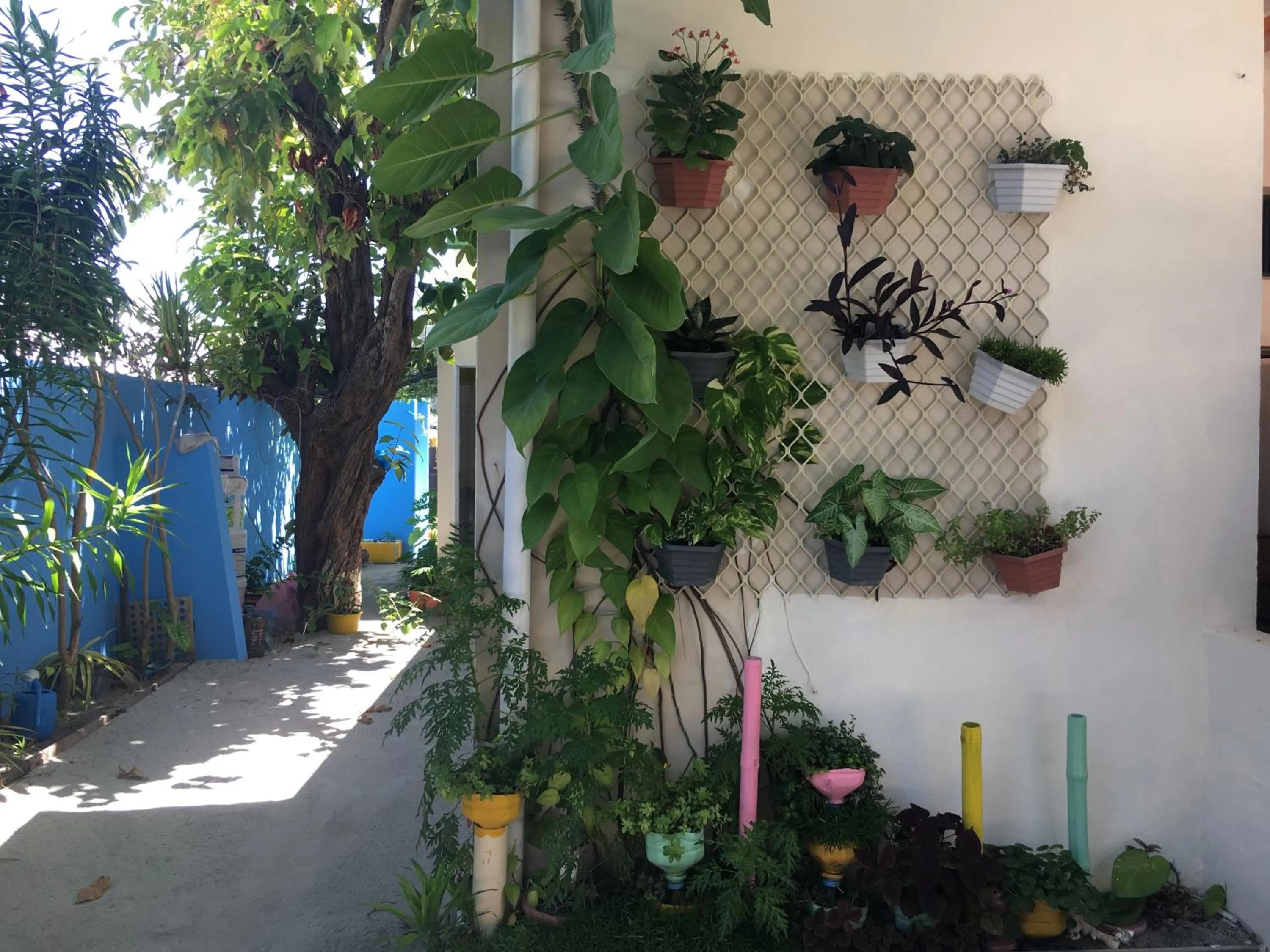 Garden in Midsummer Thulusdhoo