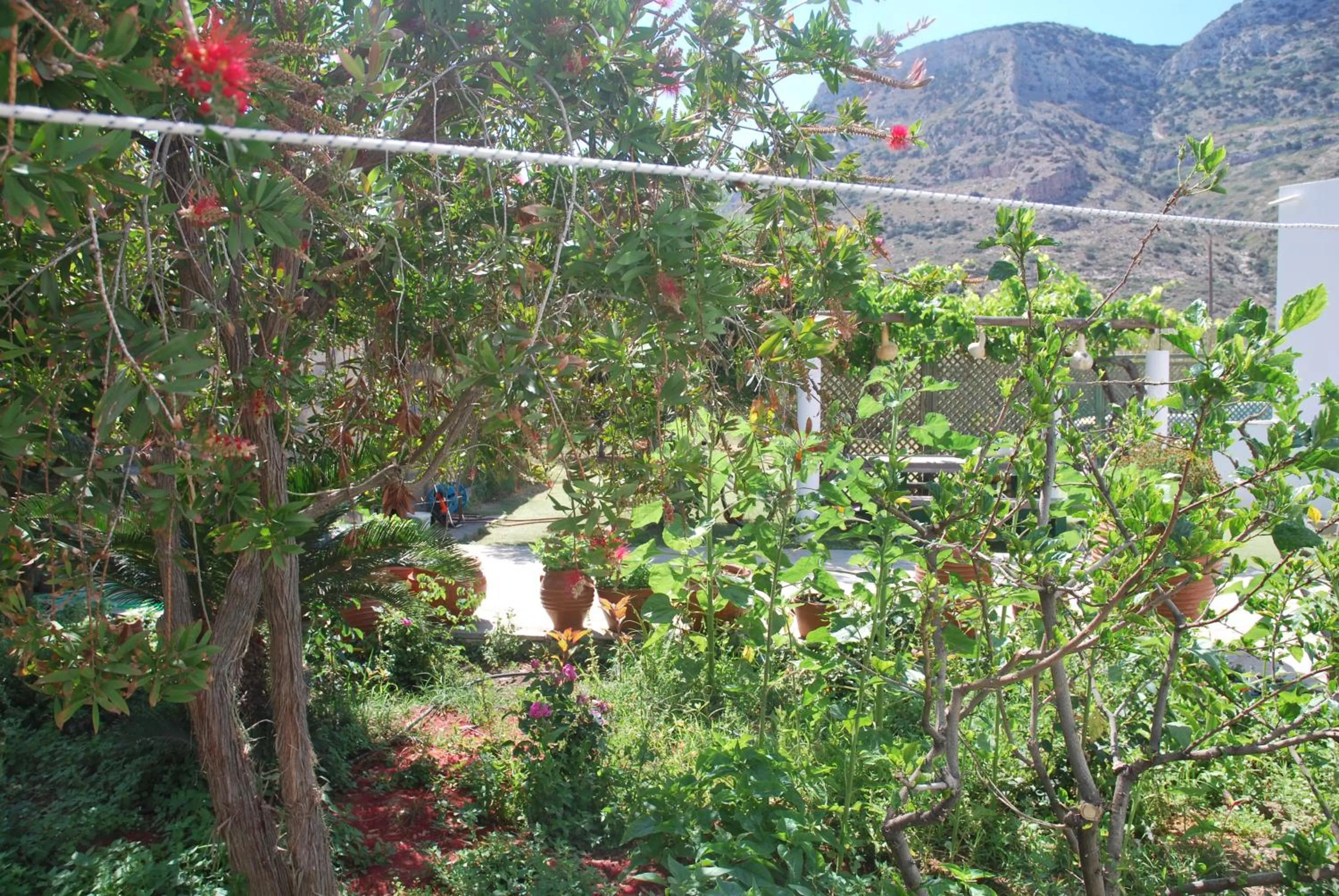 Garden in Afroditi Hotel
