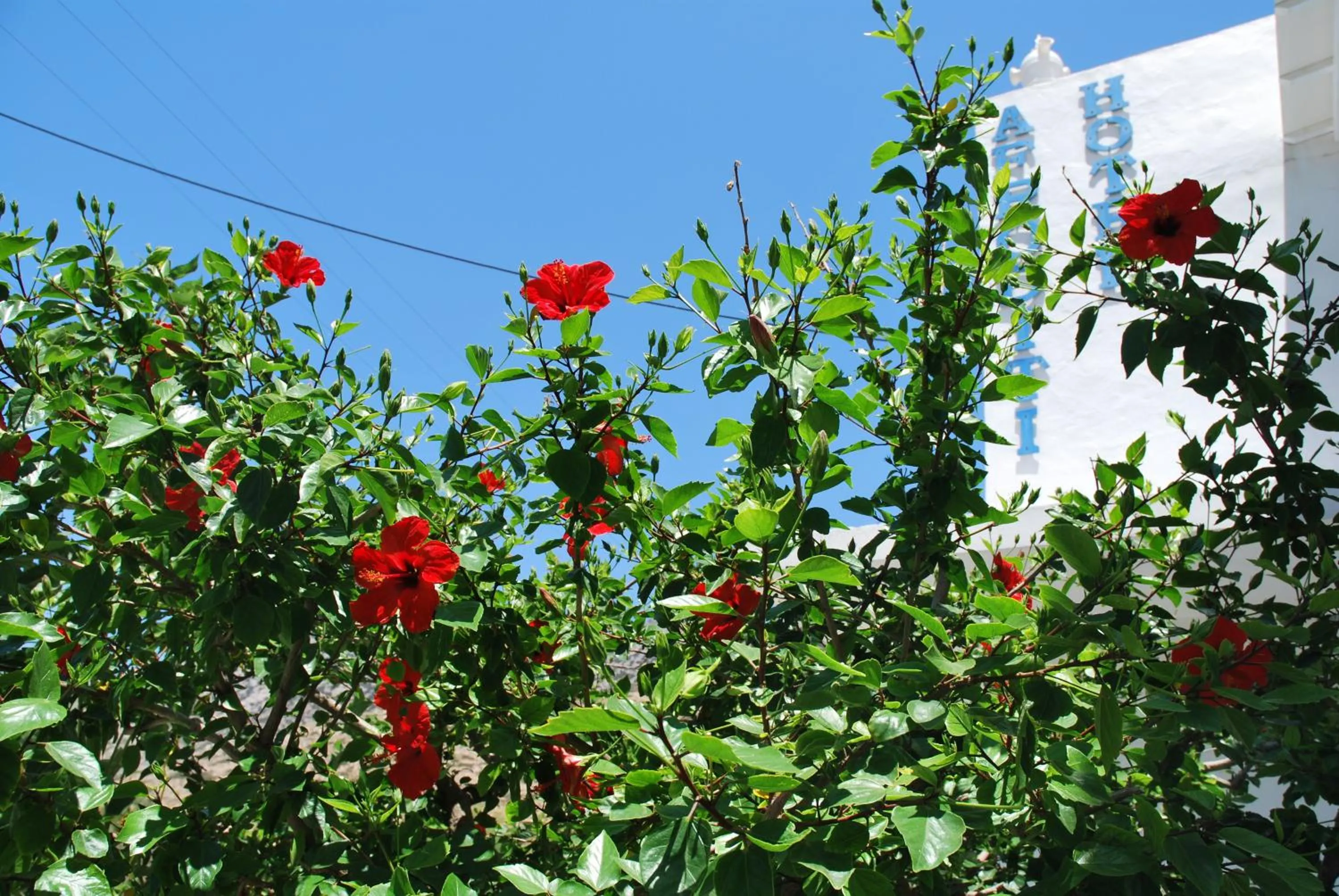 Garden in Afroditi Hotel