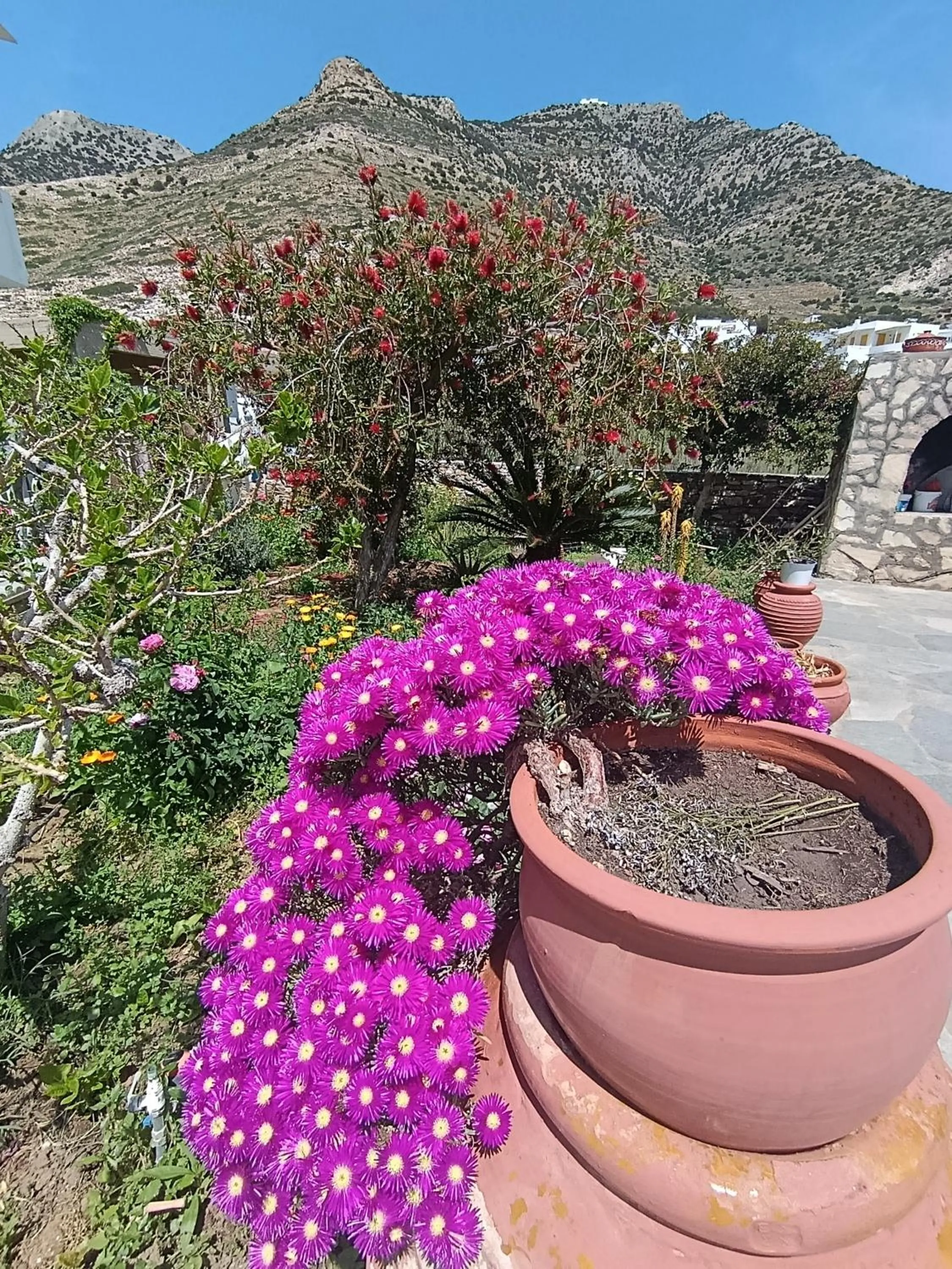 Garden view in Afroditi Hotel