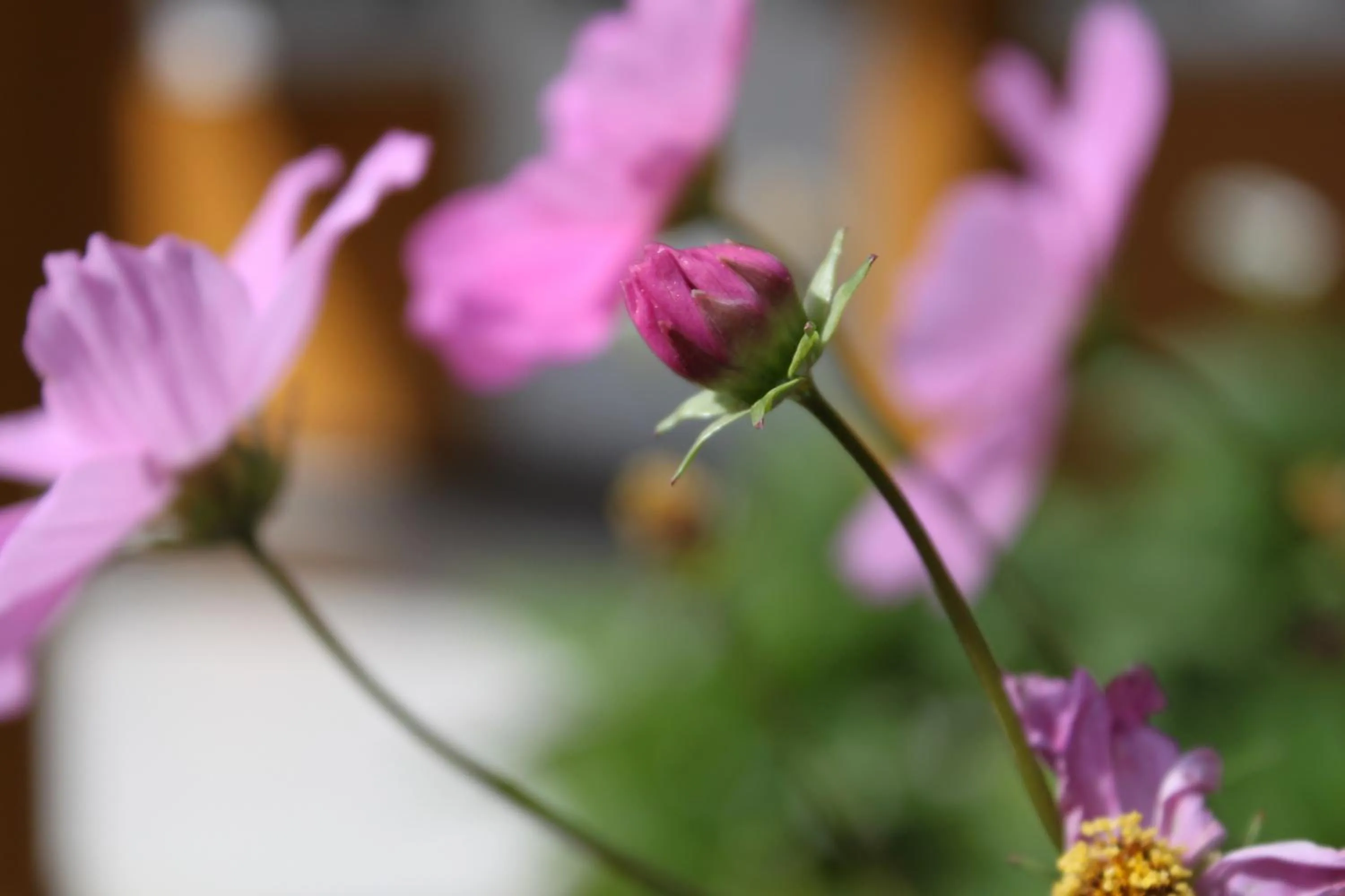 Lady Horton Bungalow