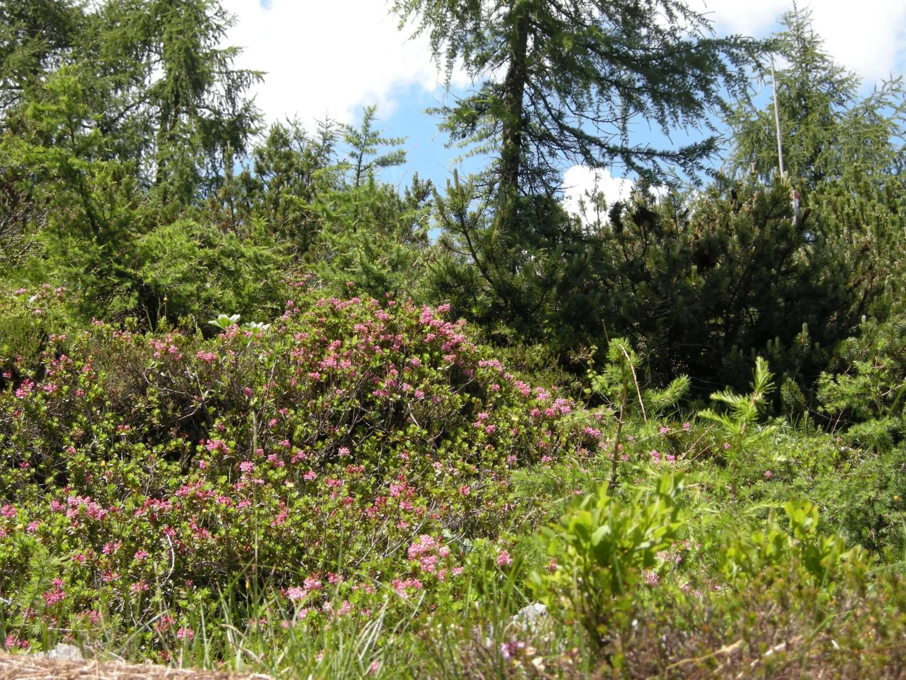 Natural landscape in Villa Anzengruber