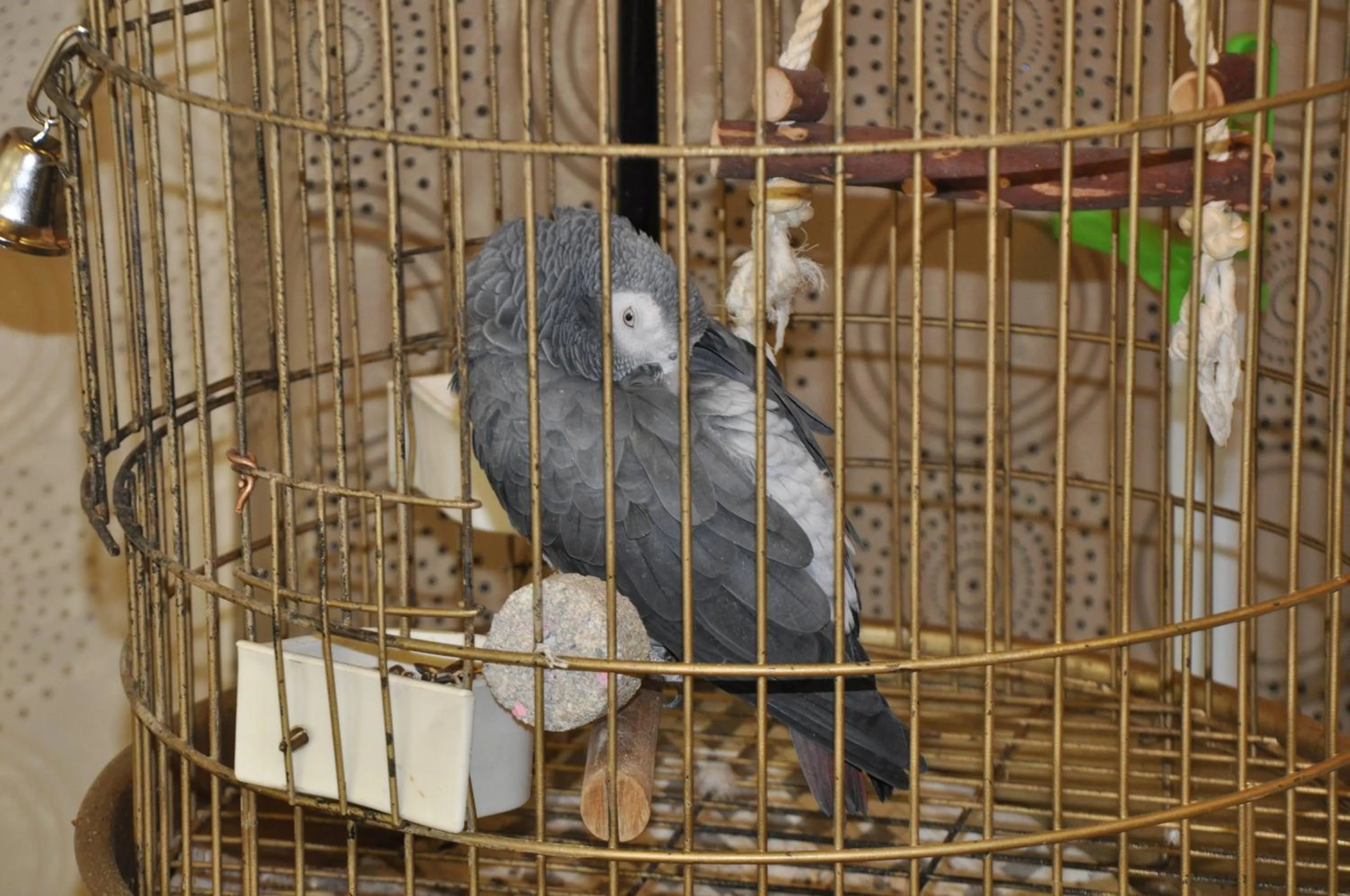 Pets in Akgun Hotel Beyazit