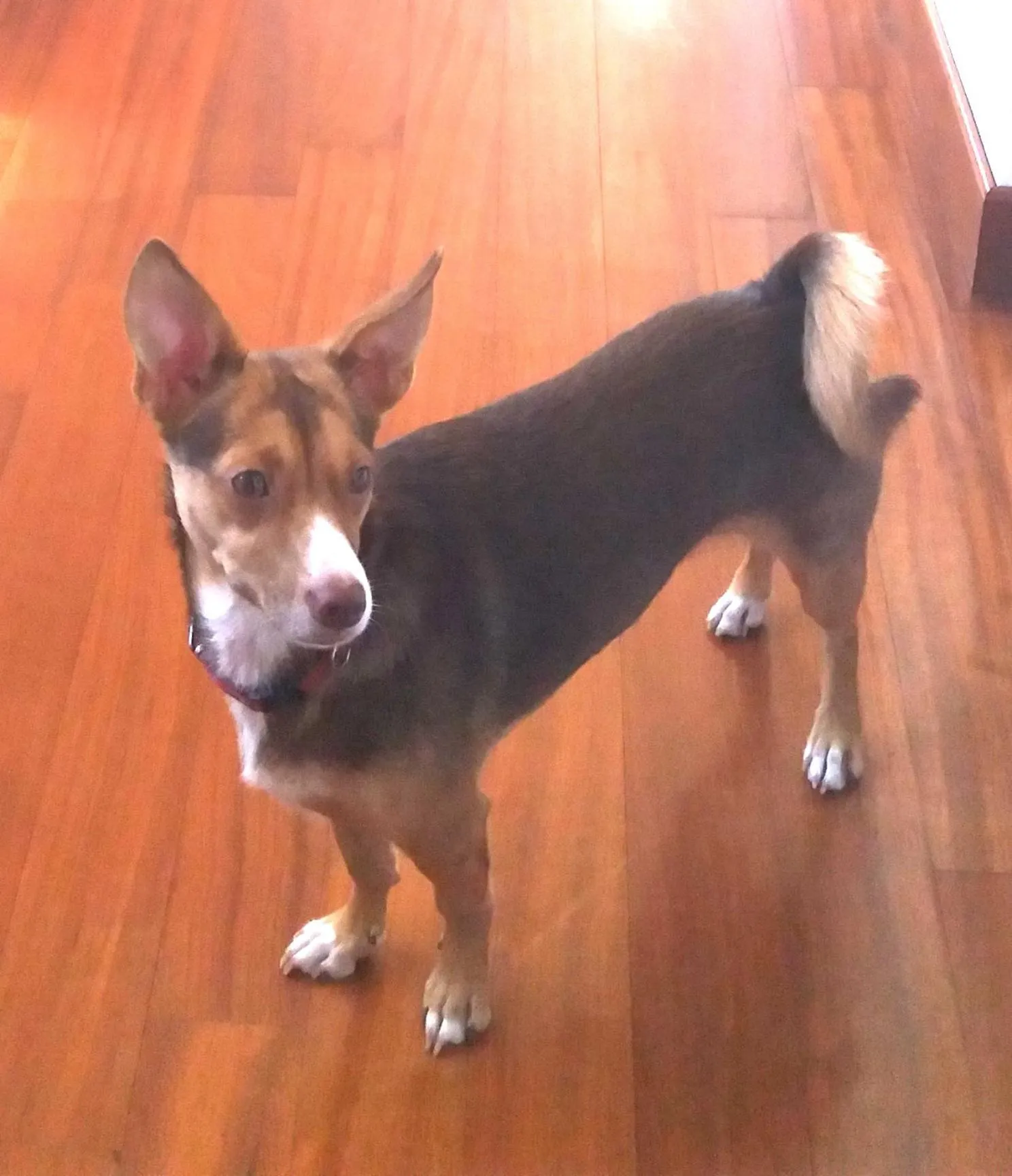 Pets in Anna Vì Guest Home