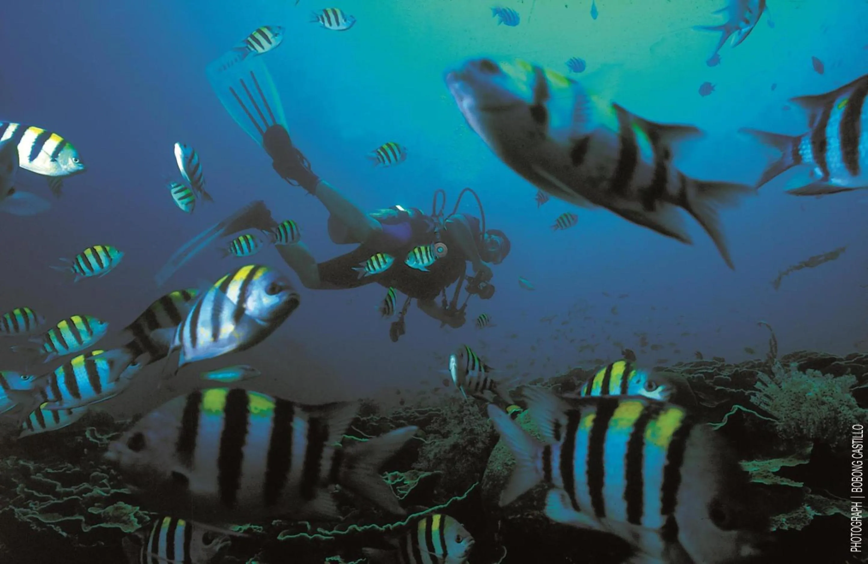 Diving in Bluewater Maribago Beach Resort