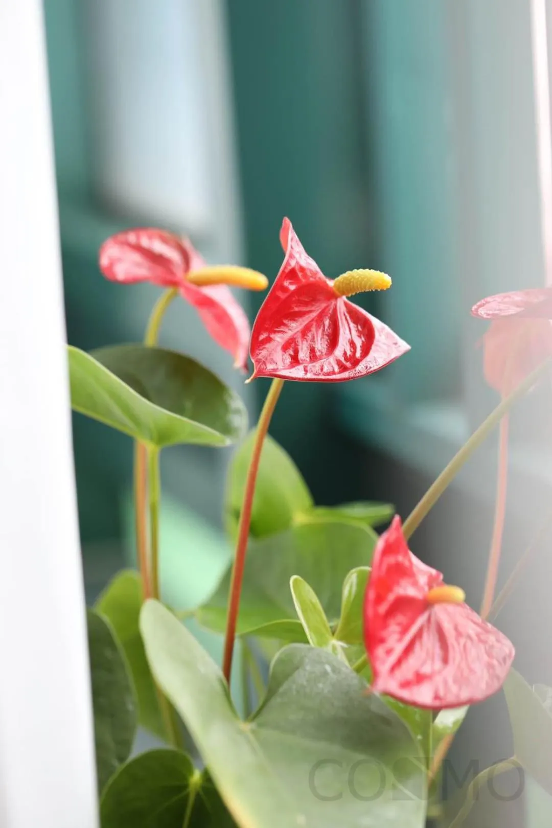 Shanghai Cosmo World Union Service Apartment