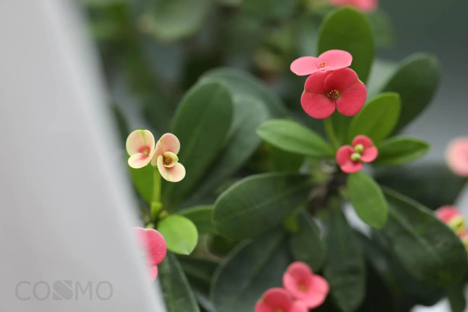 Shanghai Cosmo World Union Service Apartment