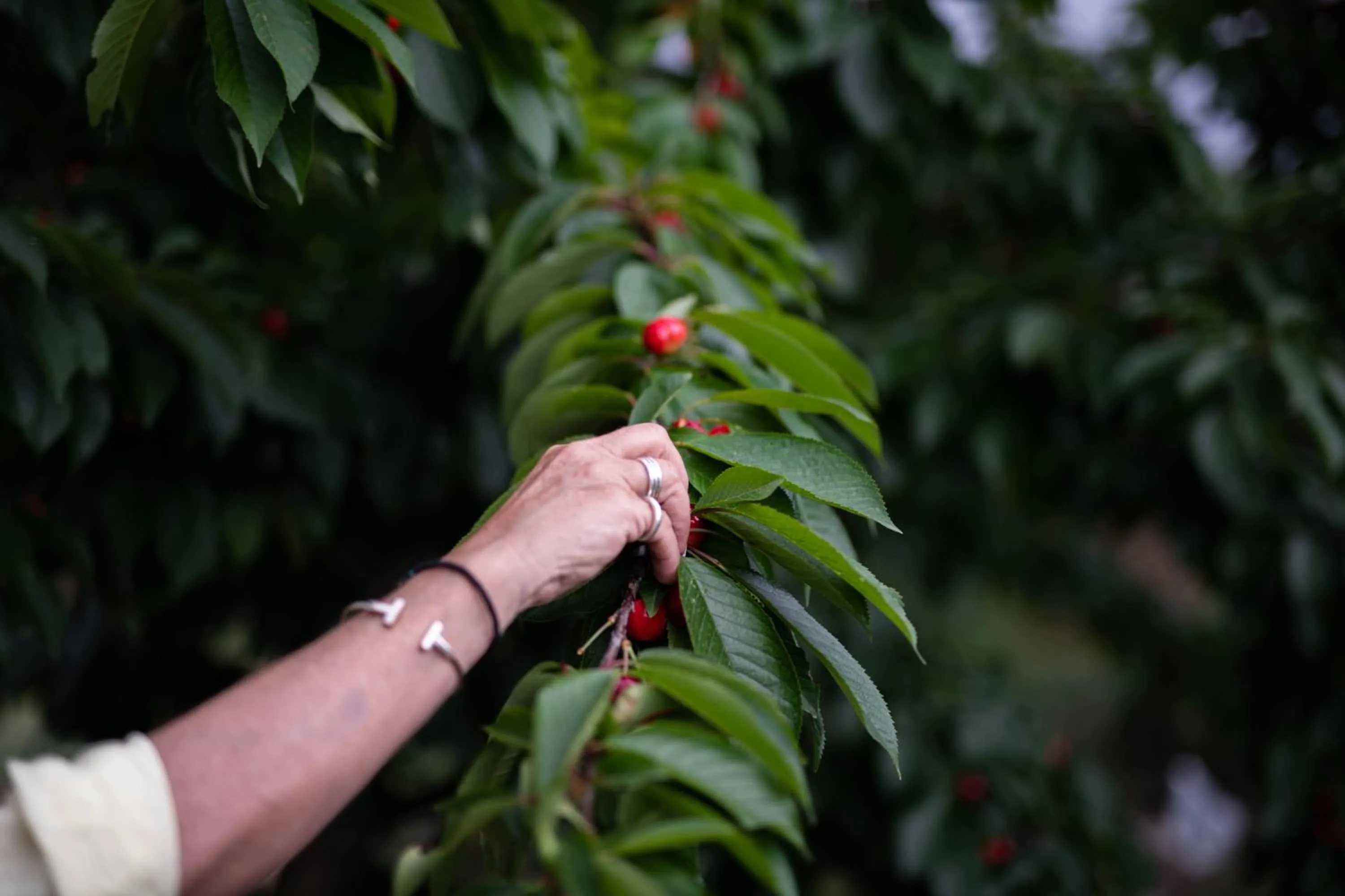 Restaurant/places to eat in Petra & Fos Boutique Hotel & Spa