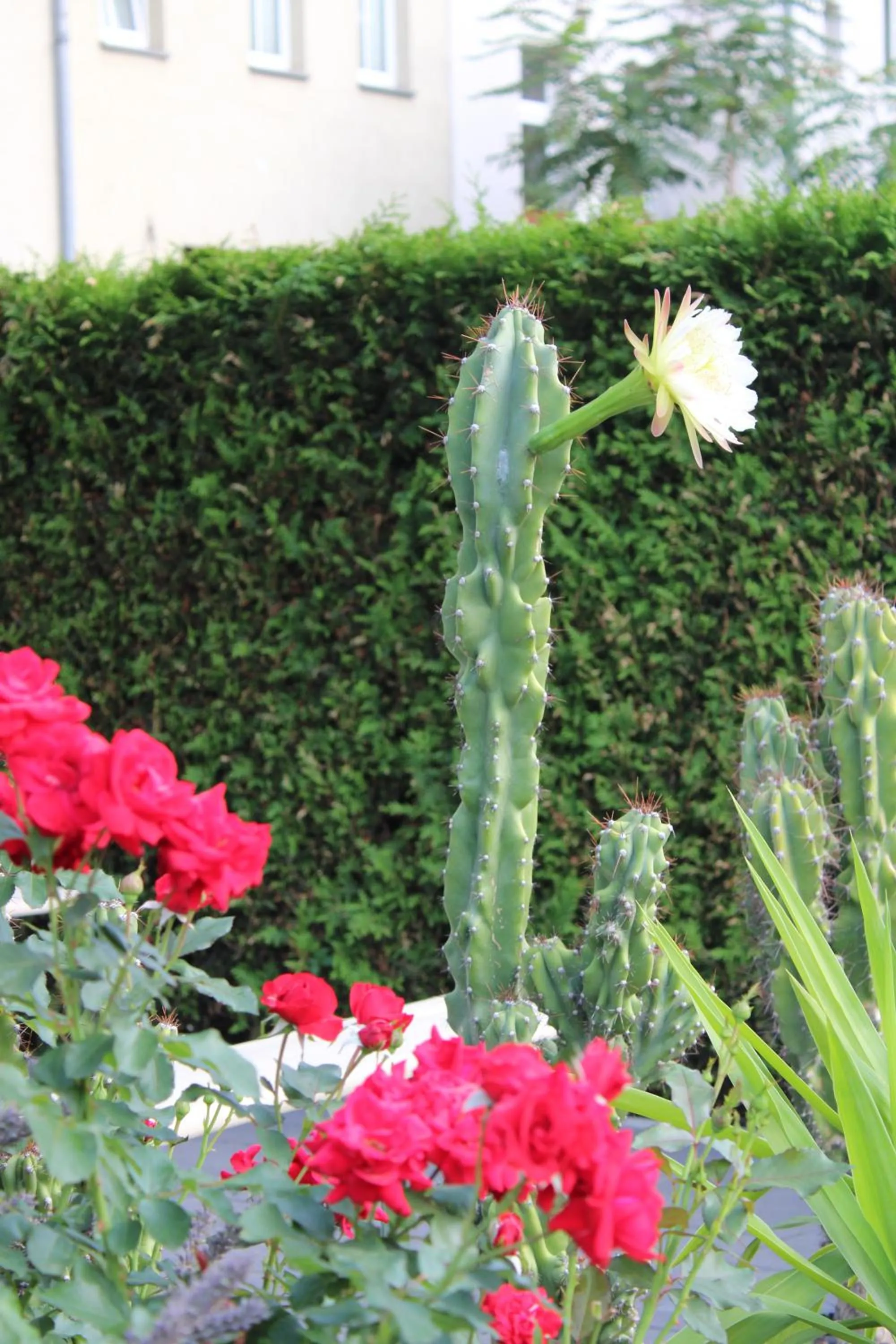 Garden in Space Hotel im Campus der JvP Schule