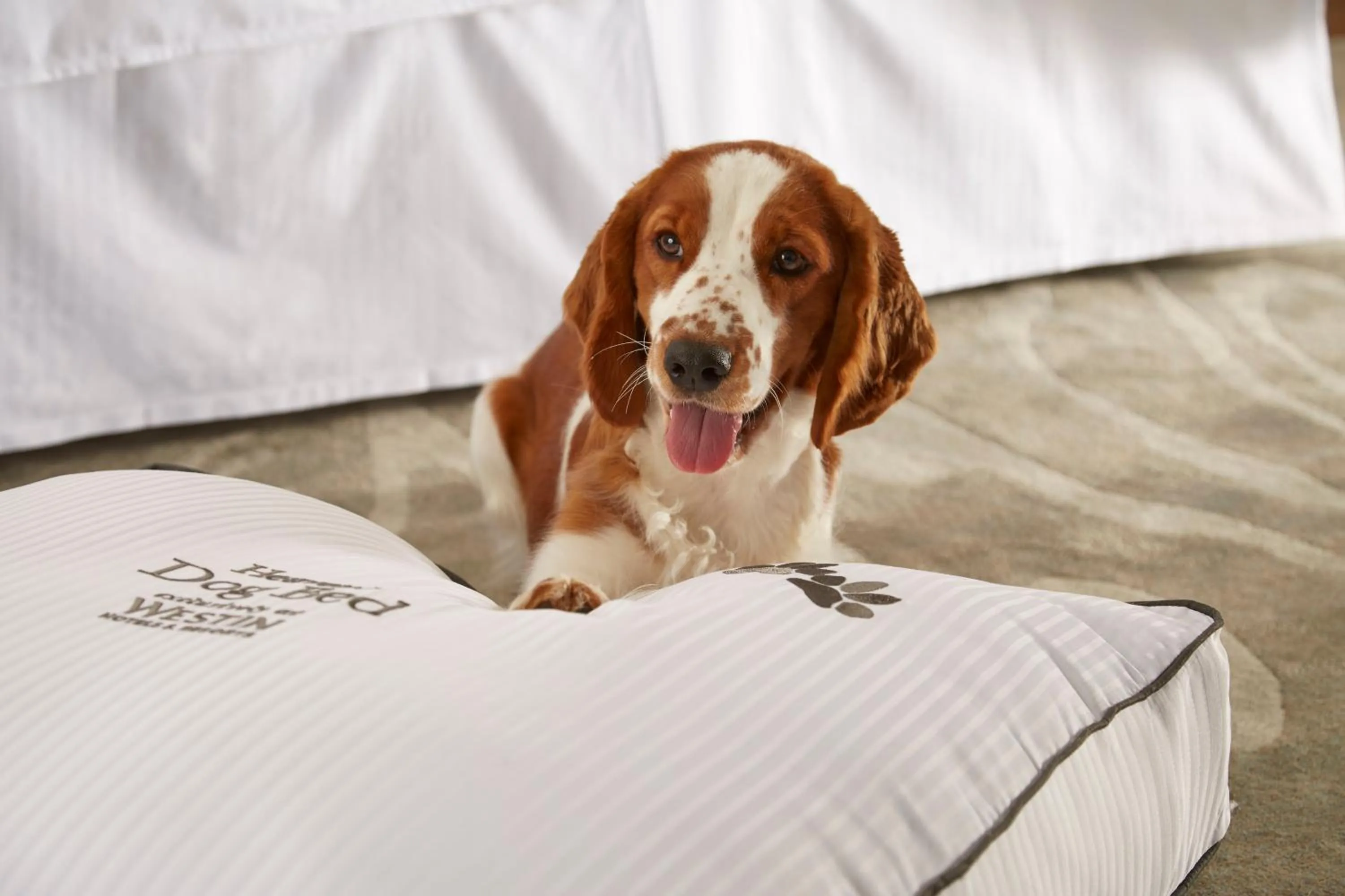 Pets in Le Westin Tremblant