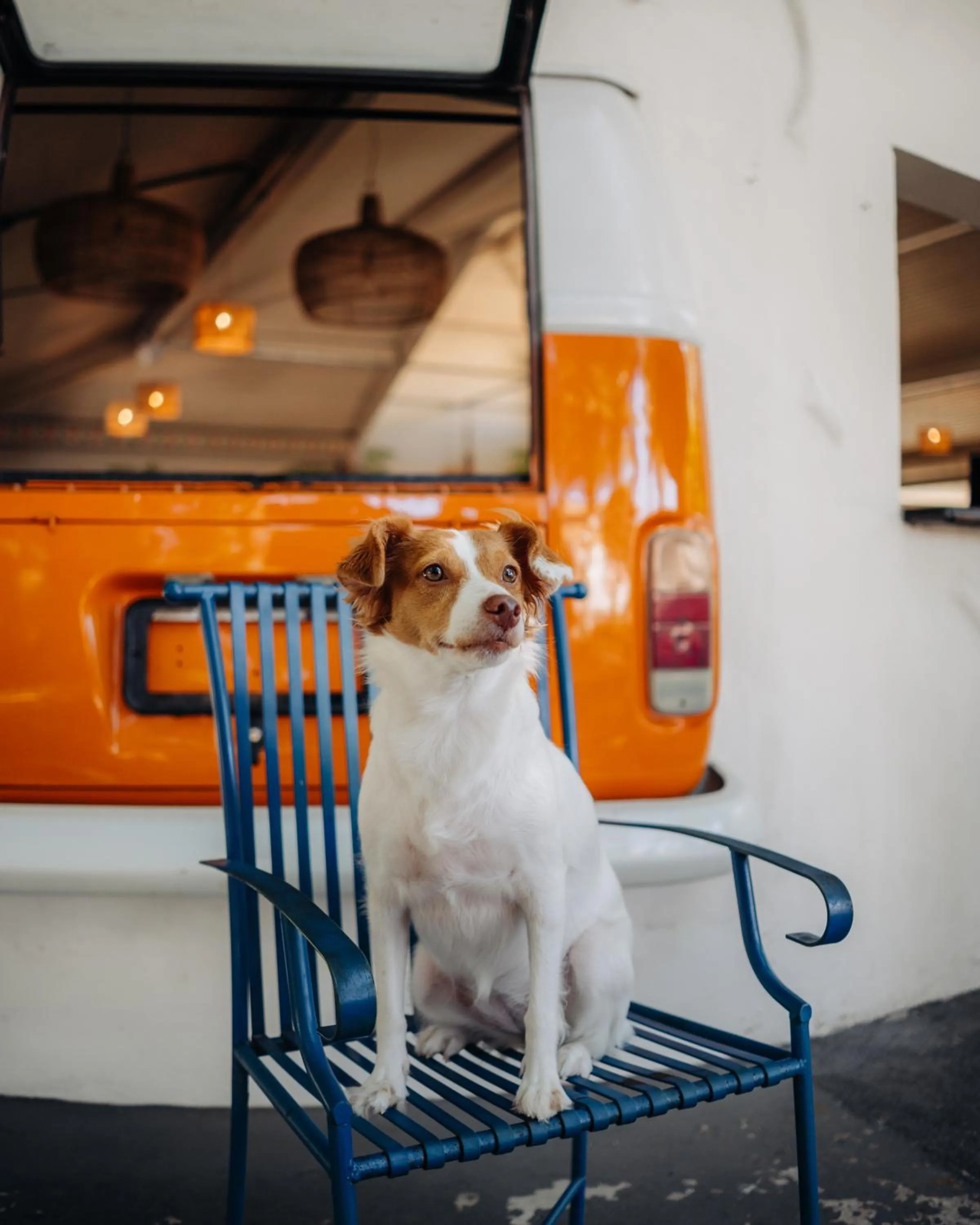 pet friendly in Own Búzios Beach Hotel