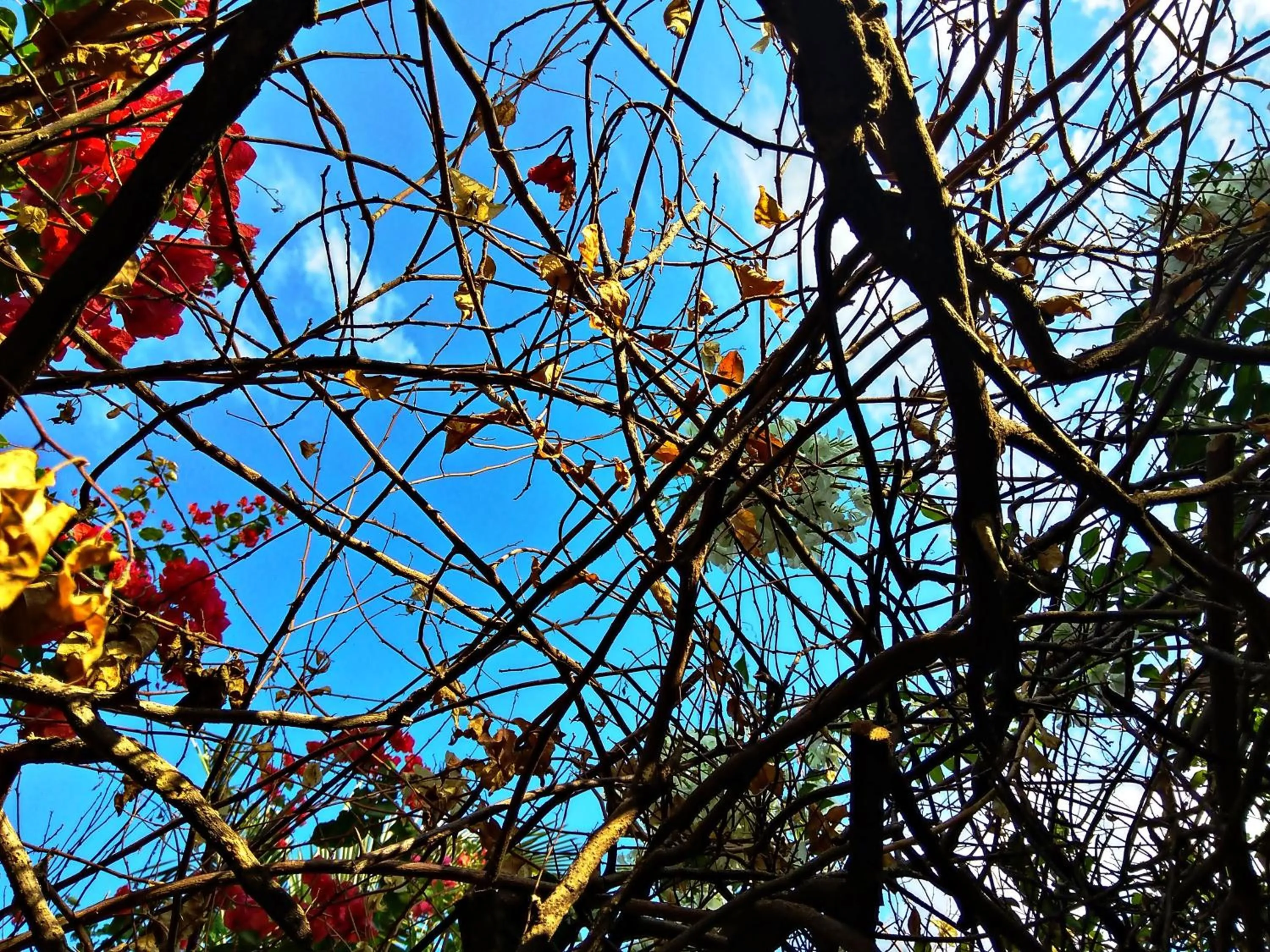 Animals in Praia Sol Hotel