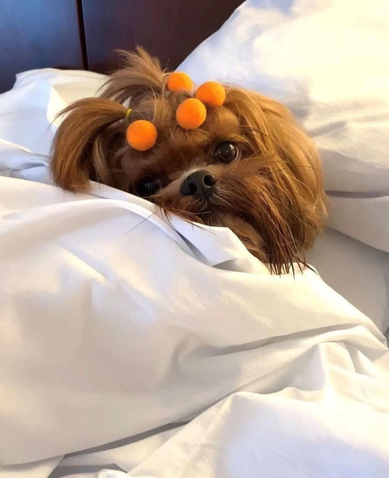 Pets in Blue Tree Premium Verbo Divino - Nações Unidas