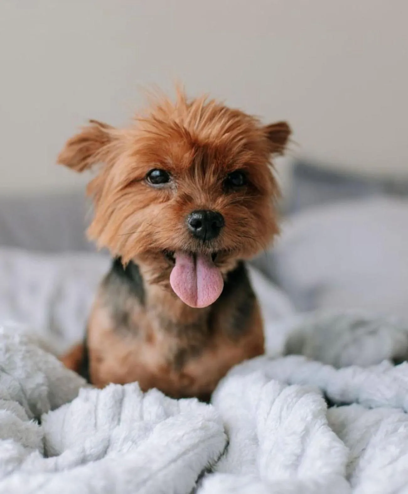 Pets in Blue Tree Premium Verbo Divino - Nações Unidas