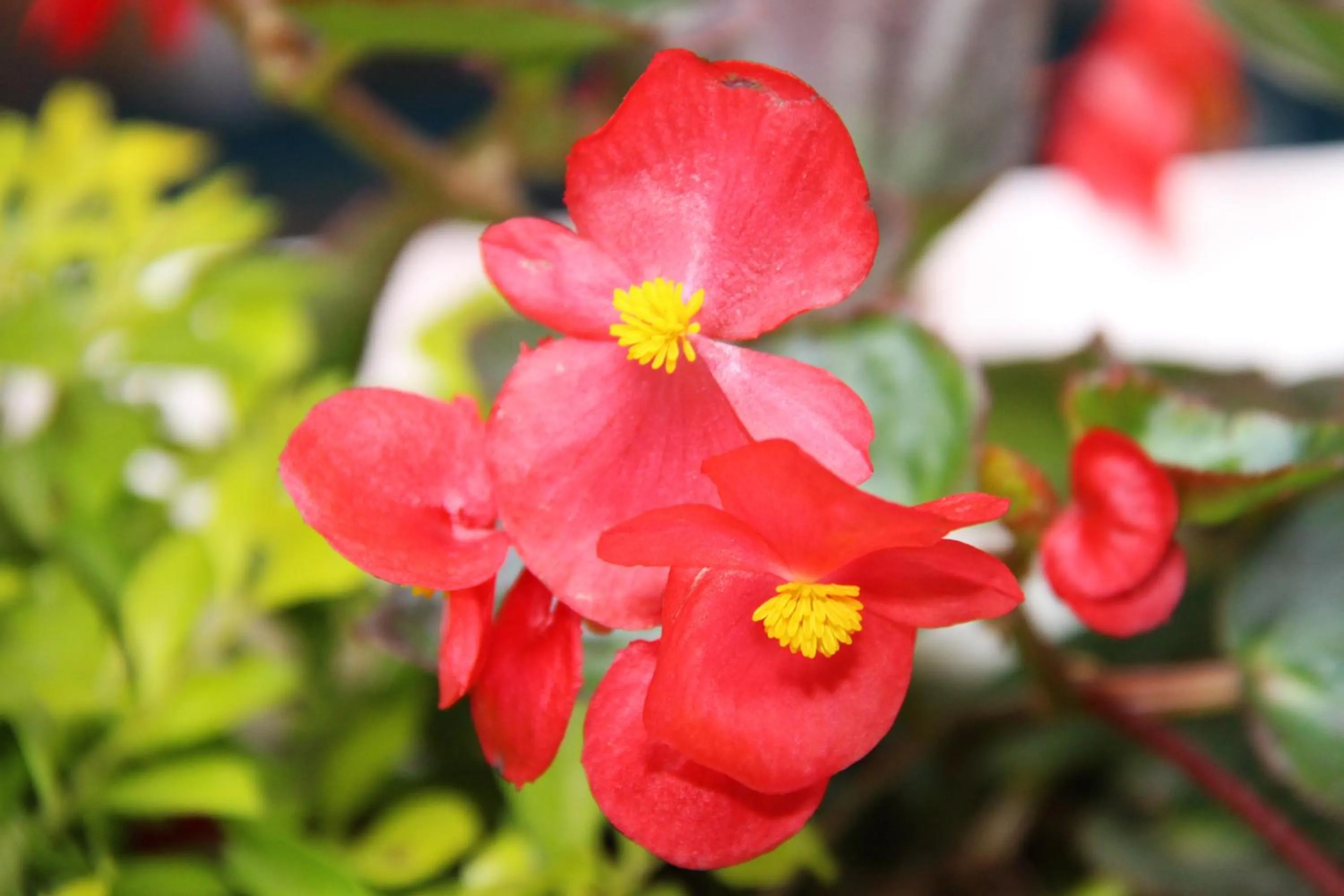 Garden in Hotel Boutique Vieja Cuba