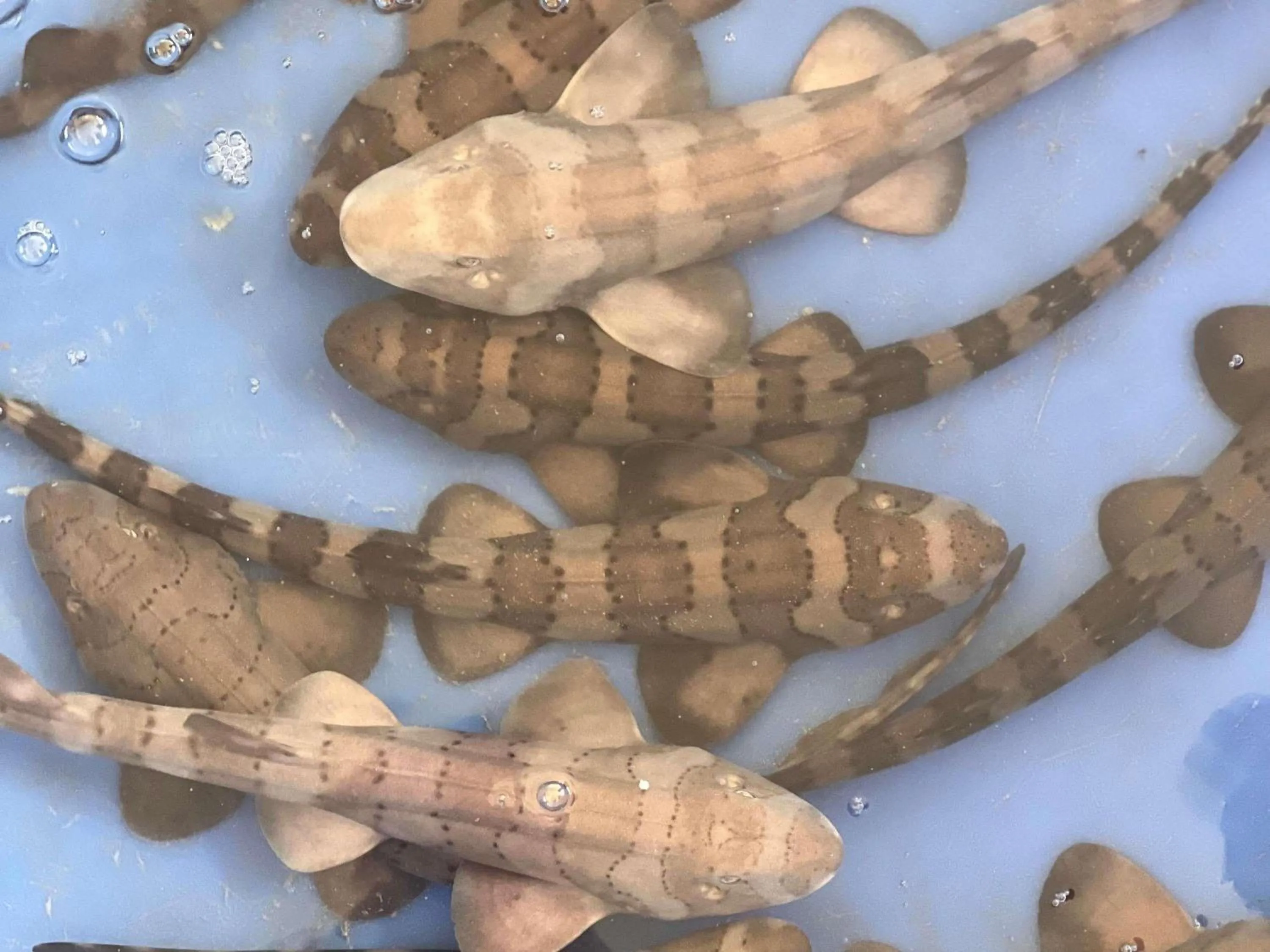 Other in Pullman Phuket Panwa Beach Resort