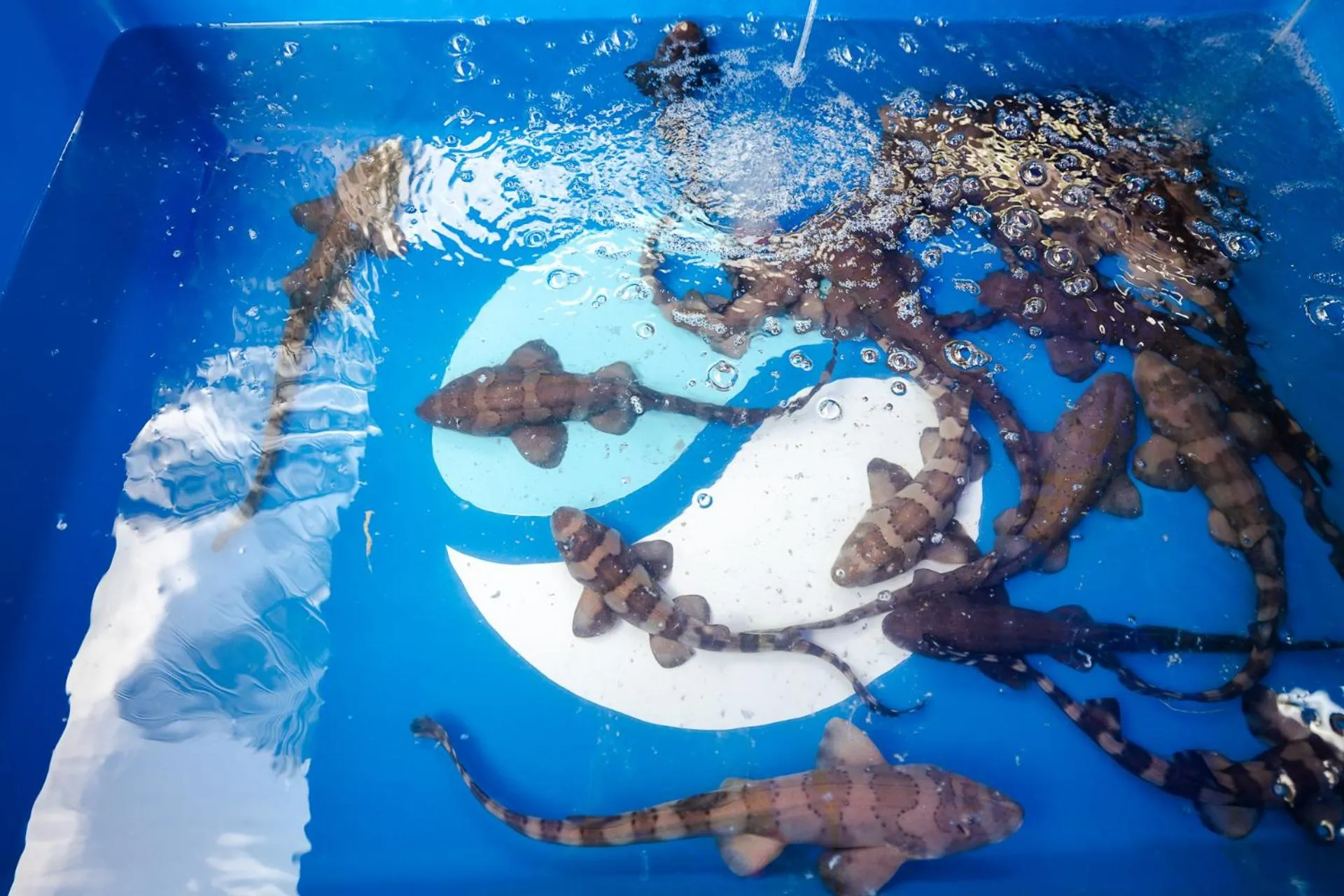 Animals in Pullman Phuket Panwa Beach Resort