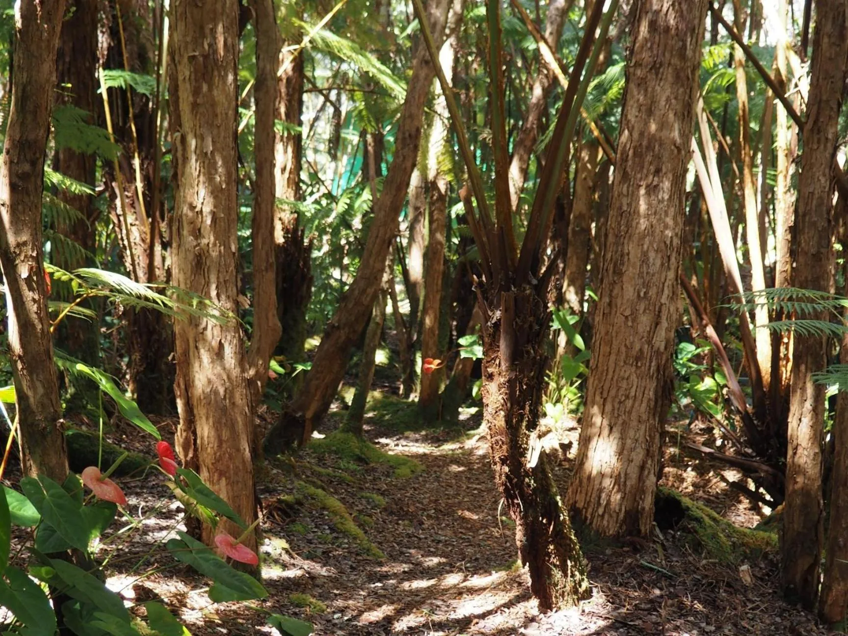 View (from property/room) in Volcano Teapot Cottage