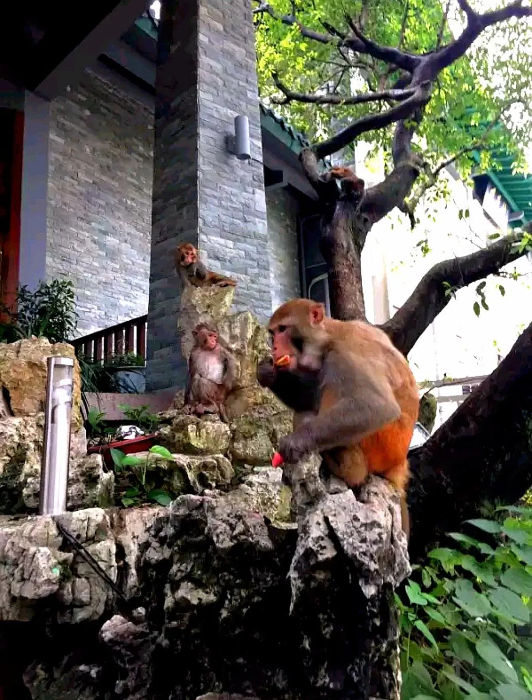 Animals in Guilin Crystal Crescent Moon Hotel