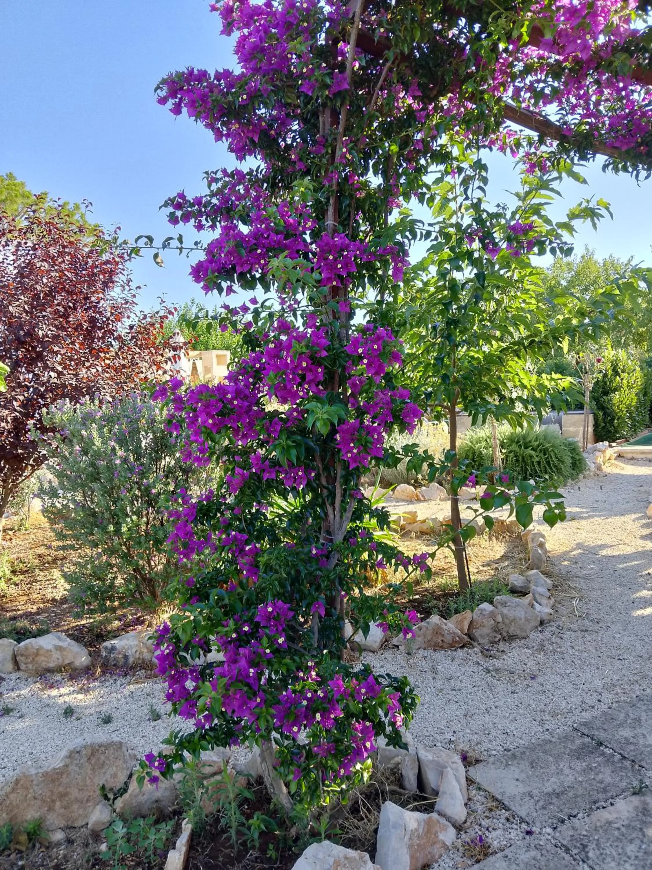 B&B Luxury Villa Olimpia Home Restaurant