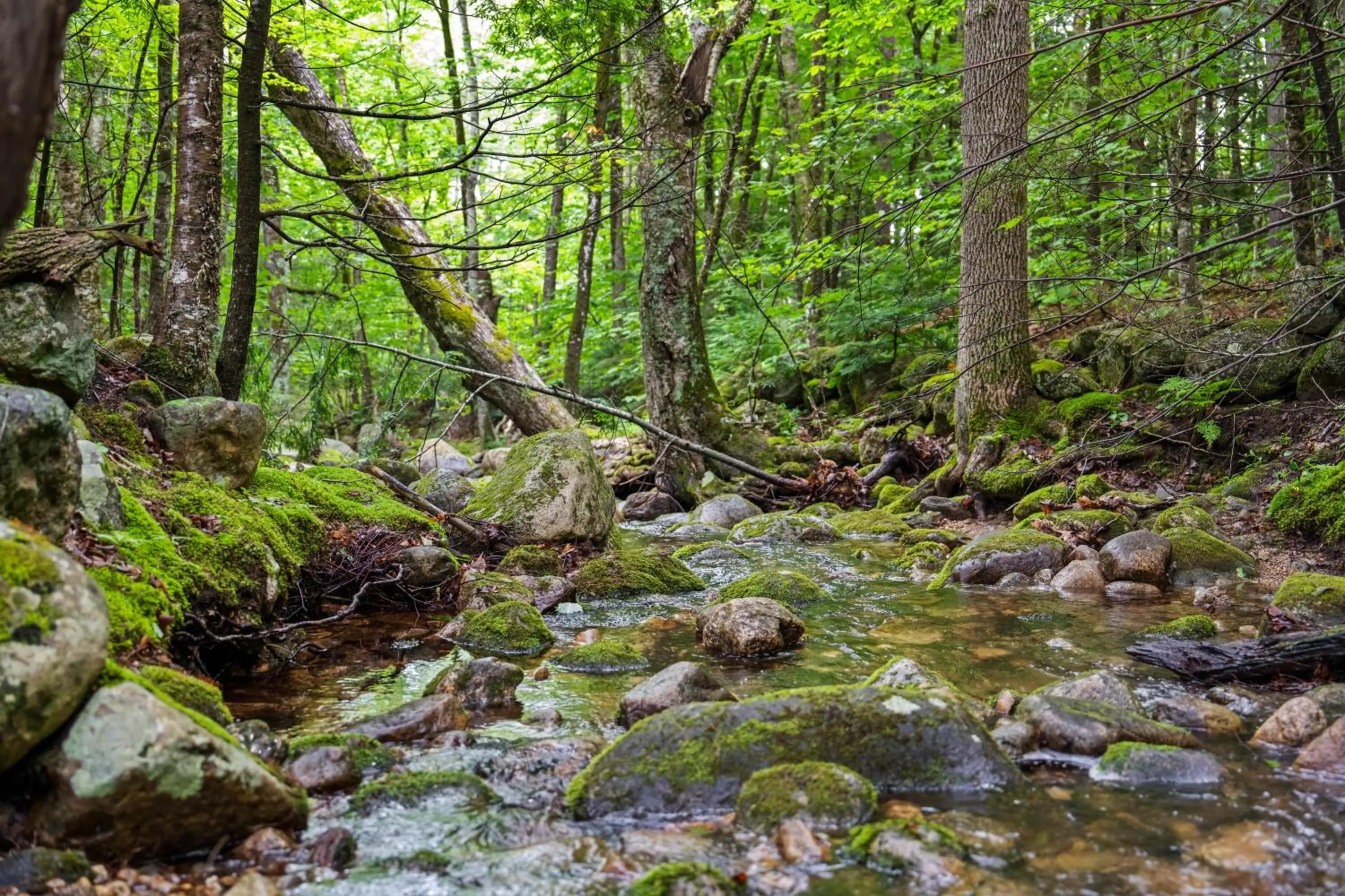 Natural landscape in Evergreen Valley Inn