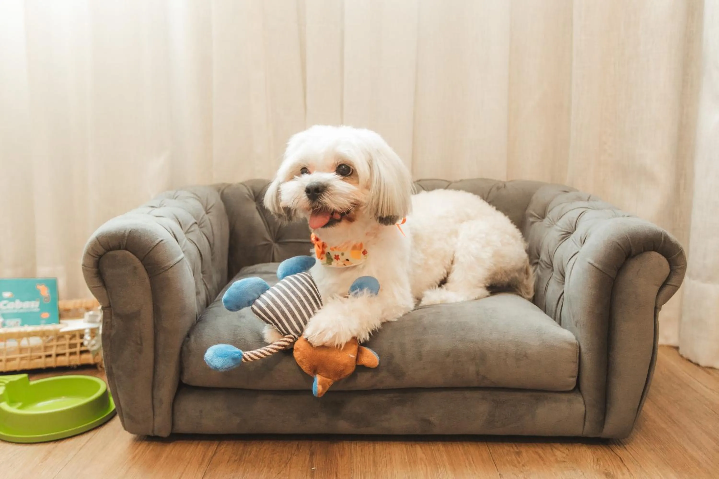 pet friendly in Comfort Suites Londrina