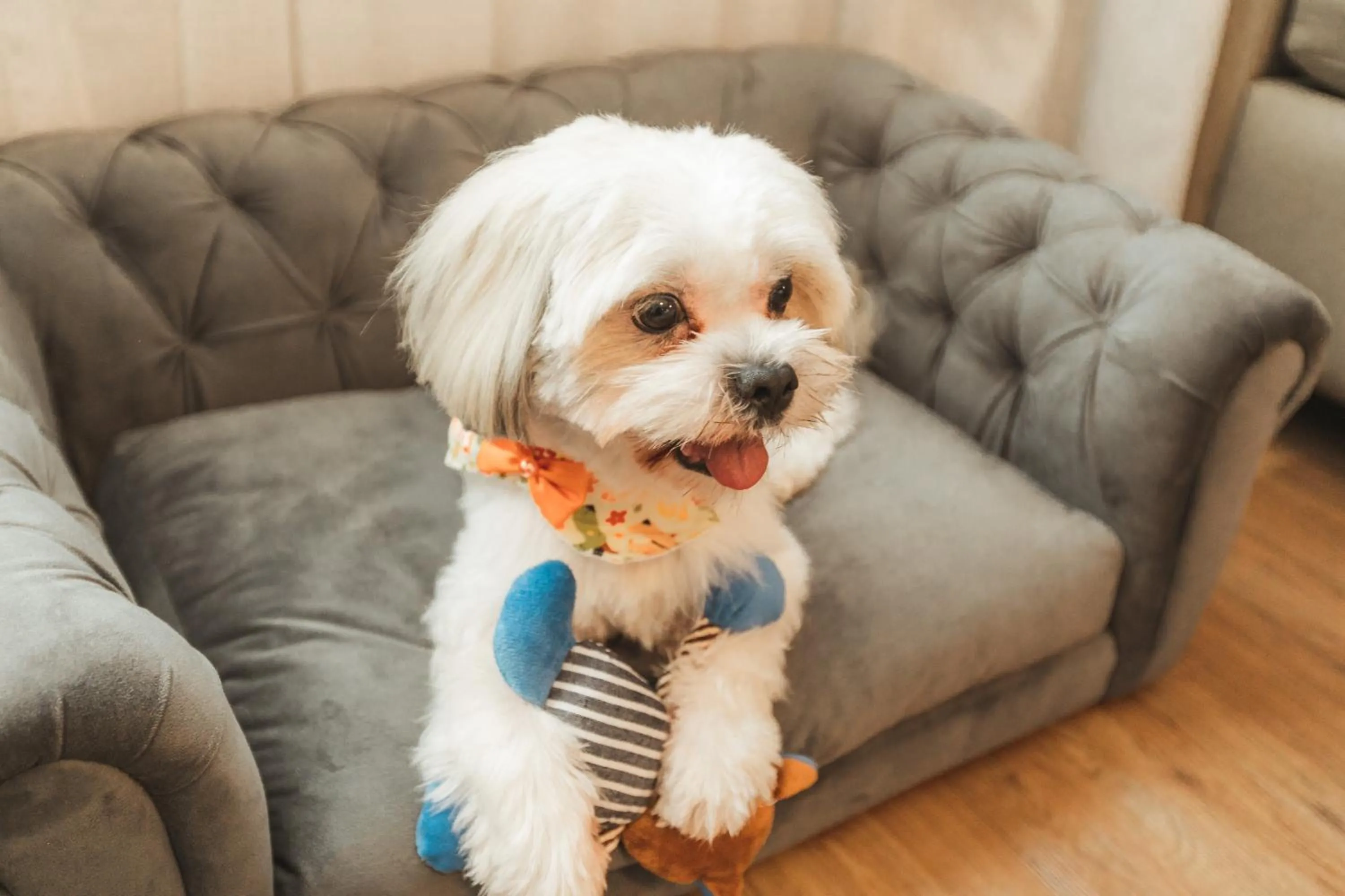 pet friendly in Comfort Suites Londrina