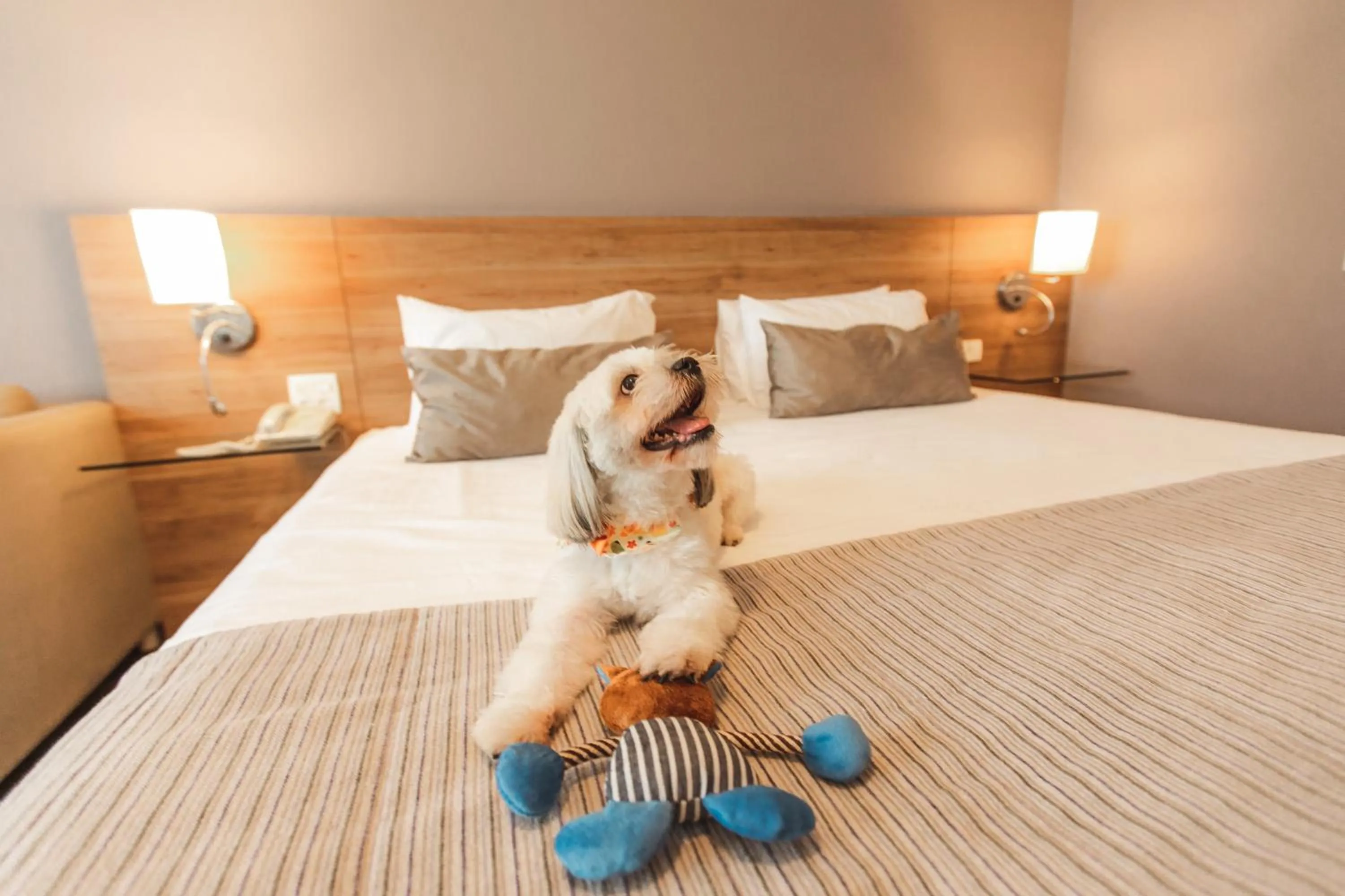 pet friendly, Bed in Comfort Suites Londrina