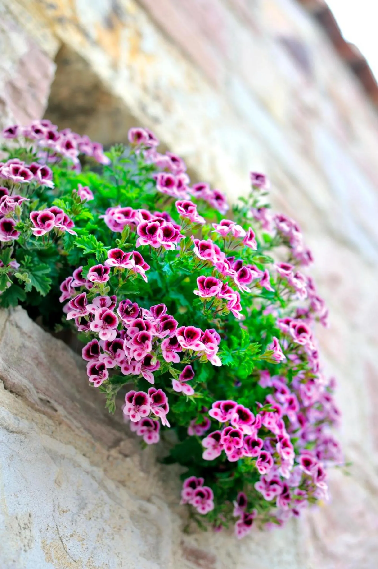 Spring in YundAntik Cunda Konaklari