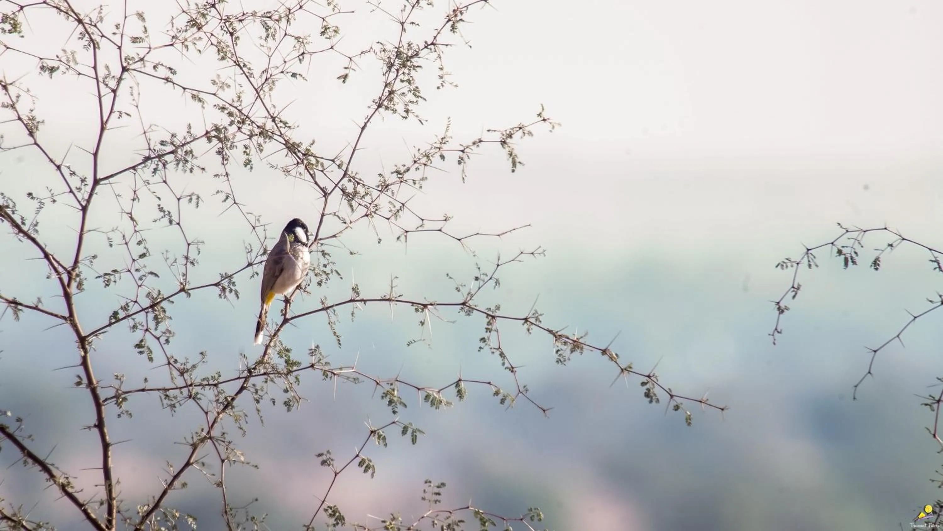 Natural landscape in Dhora Desert Resort And Spa